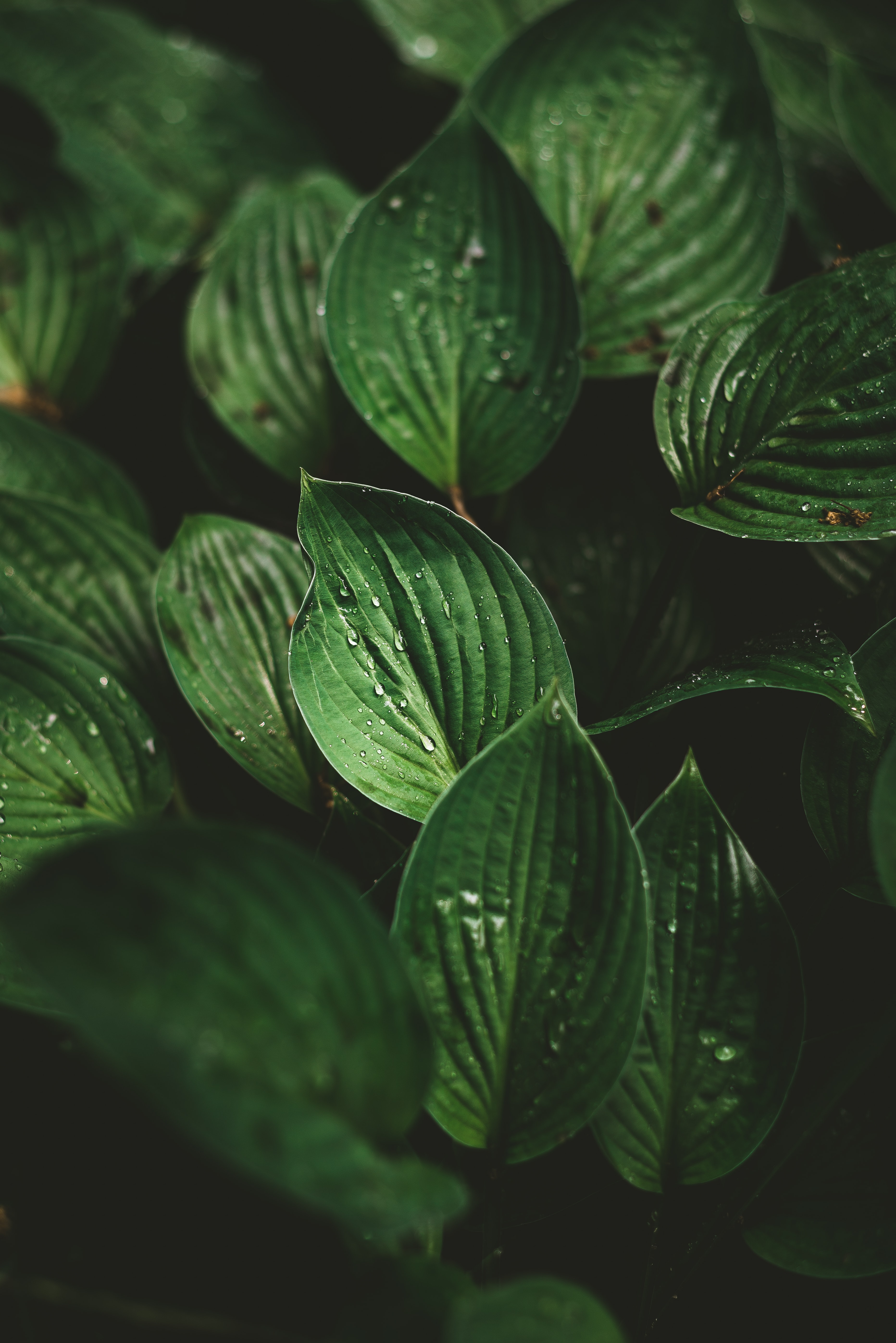Download mobile wallpaper Plant, Dew, Macro, Drops, Leaves for free.