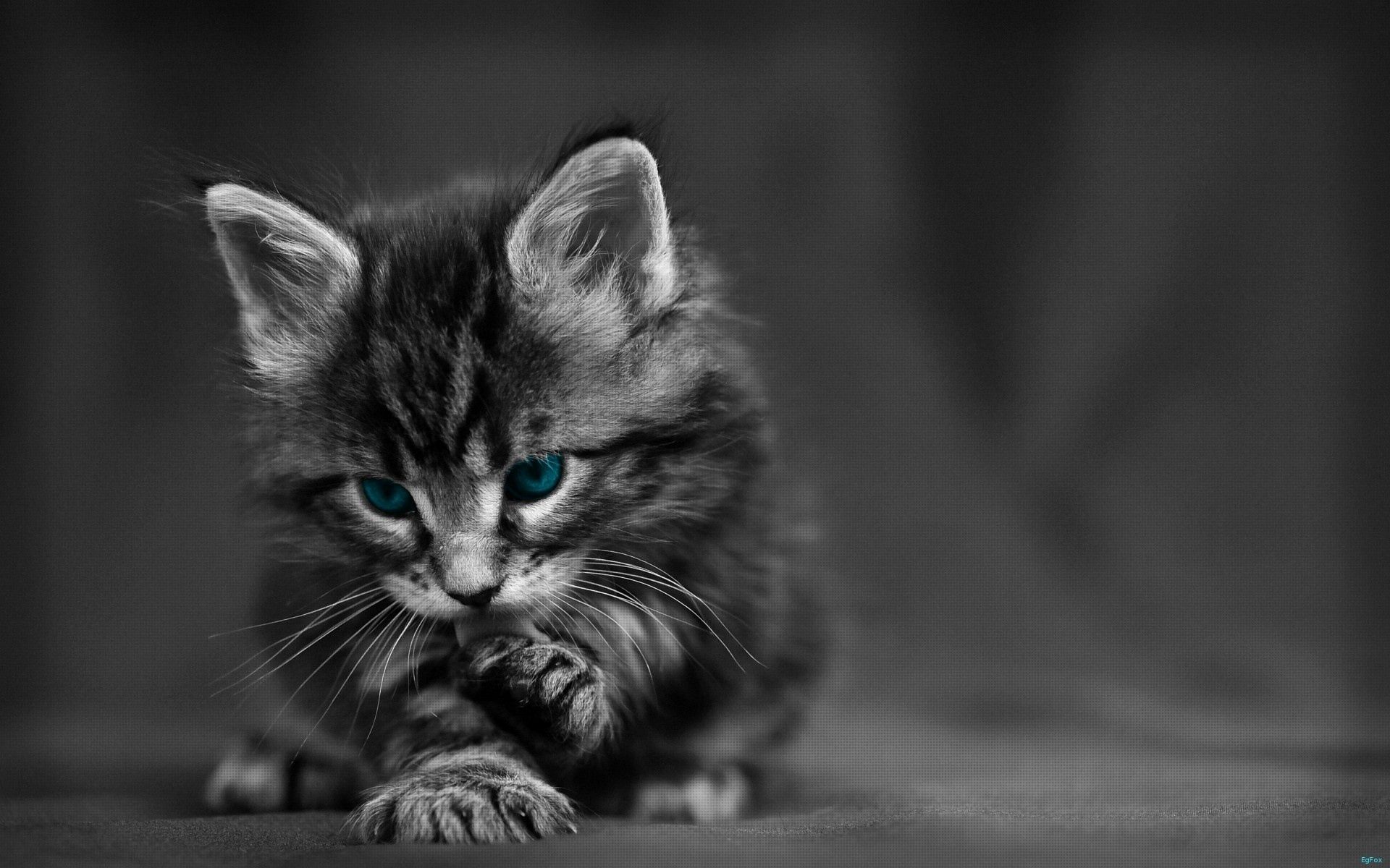 tot, bw, grey, animals, cat, eyes, beautiful, chb, kid wallpapers for tablet
