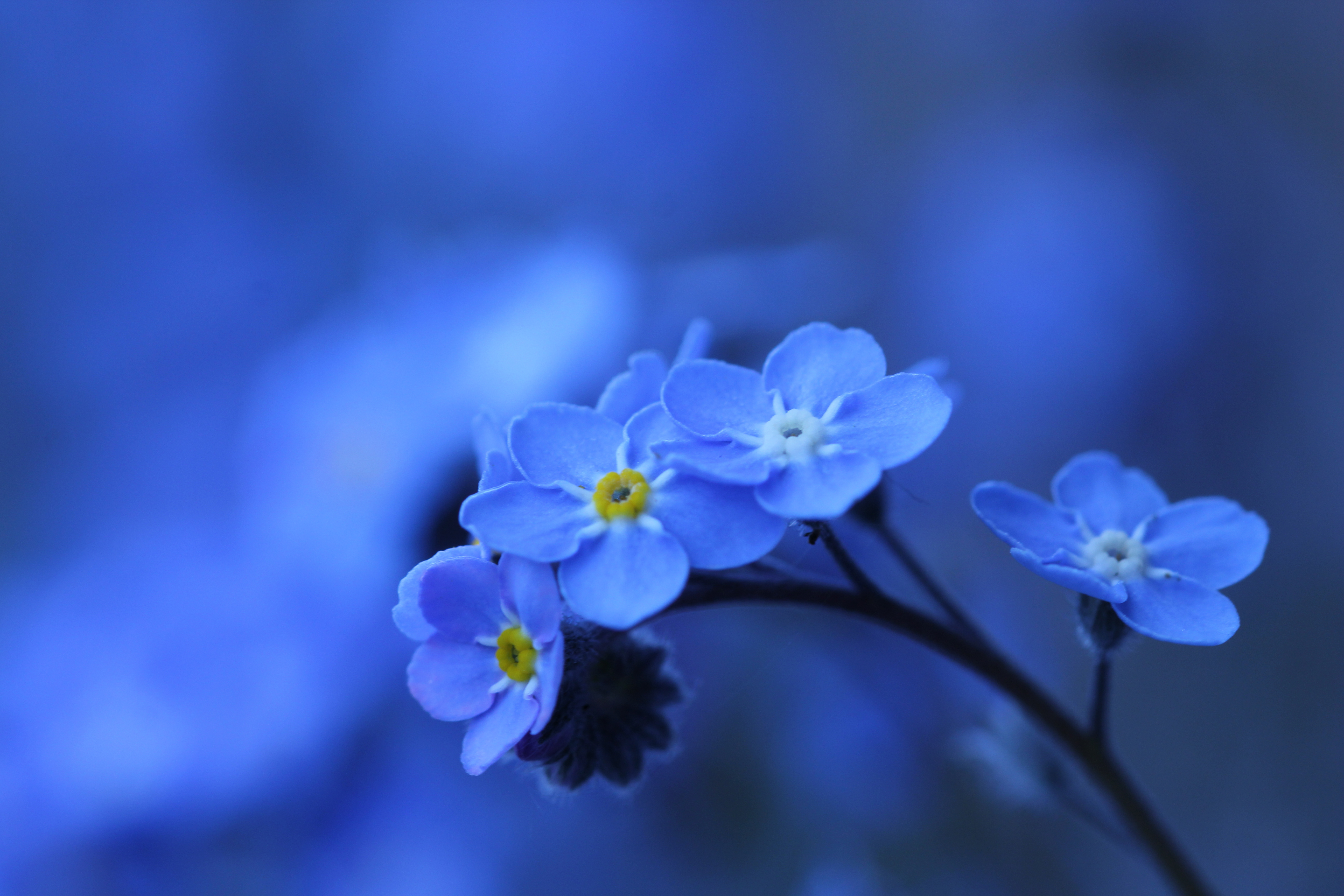 416231 descargar fondo de pantalla tierra/naturaleza, nomeolvides, flor azul, flor, naturaleza, flores: protectores de pantalla e imágenes gratis