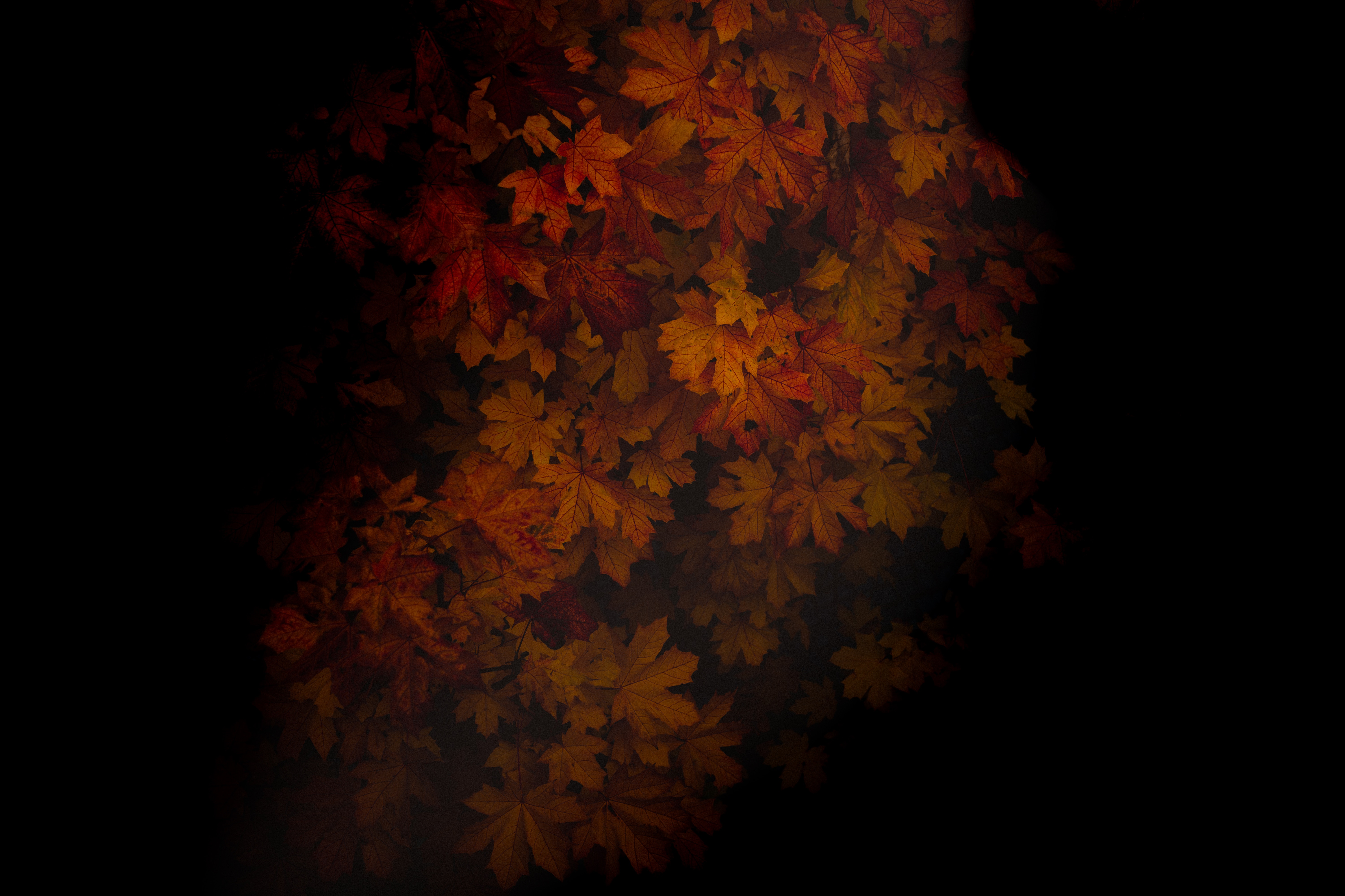 leaves, wood, autumn, dark, shadows, tree, maple 4K