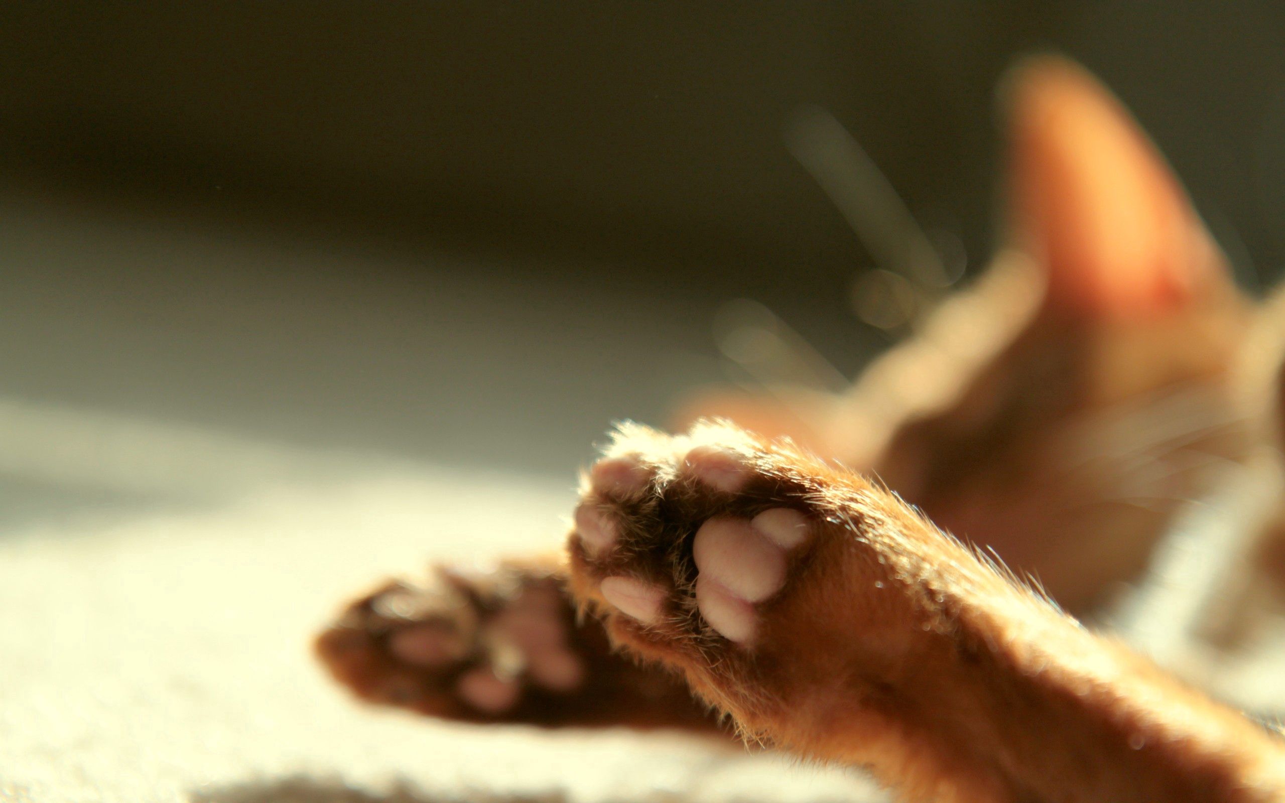 paws, animals, cat, blur, smooth
