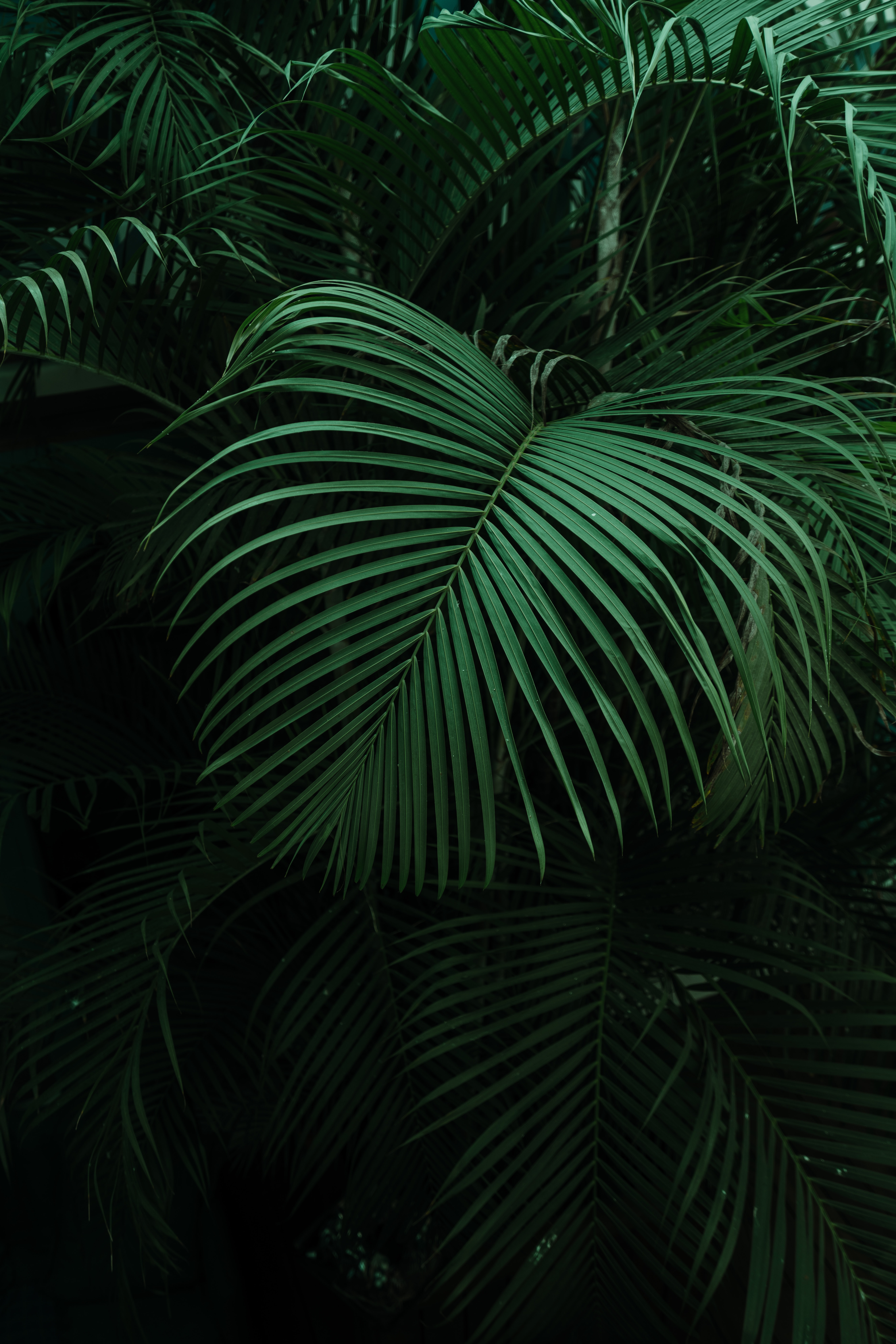 dark, leaves, palm, green