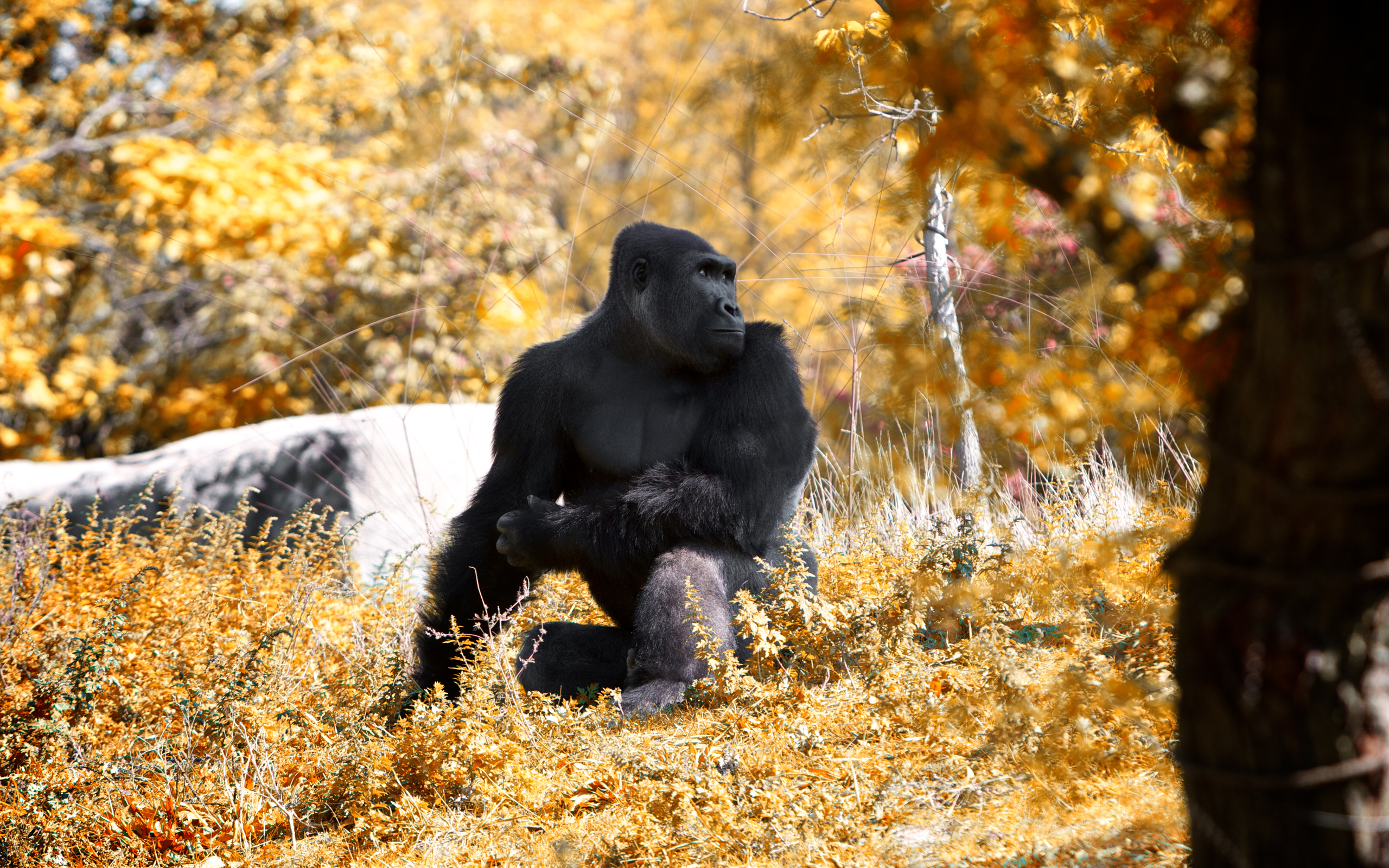 gorilla, animal, monkeys HD wallpaper
