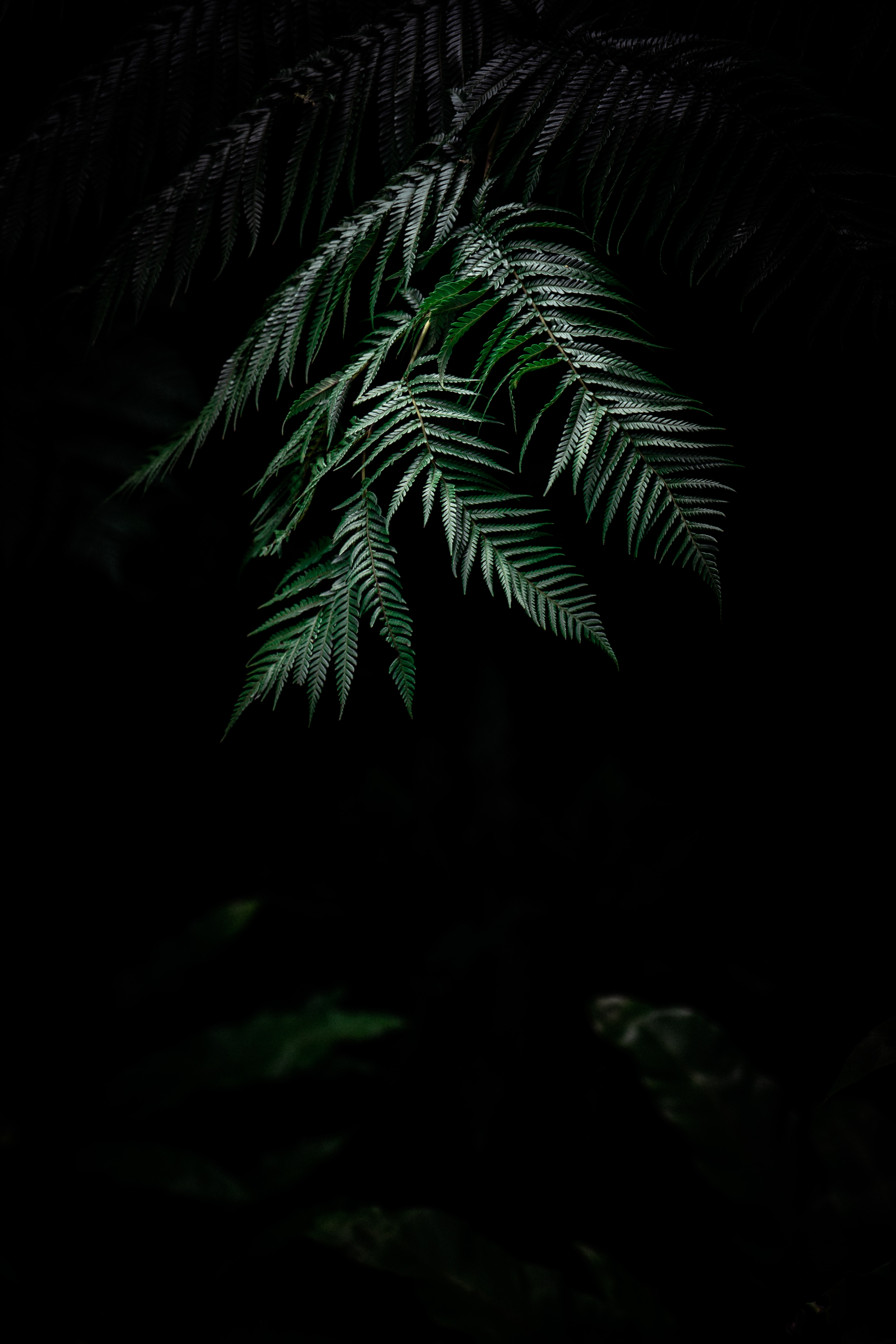 Тропические растения на черном фоне