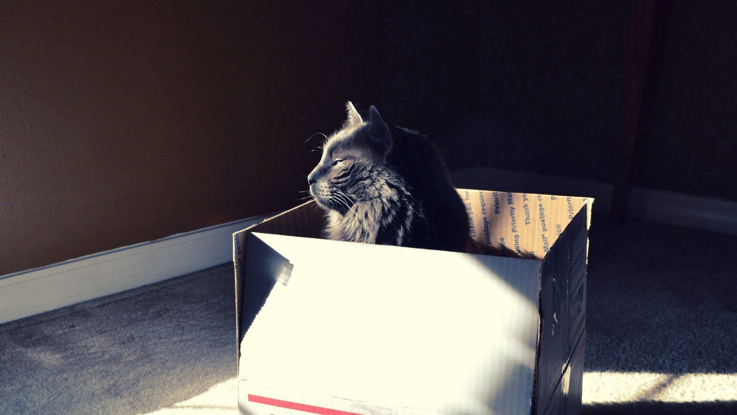Animals posting. Кошки в коробках. Котята в коробке. Кот в коробочке. Коробка с котиком.