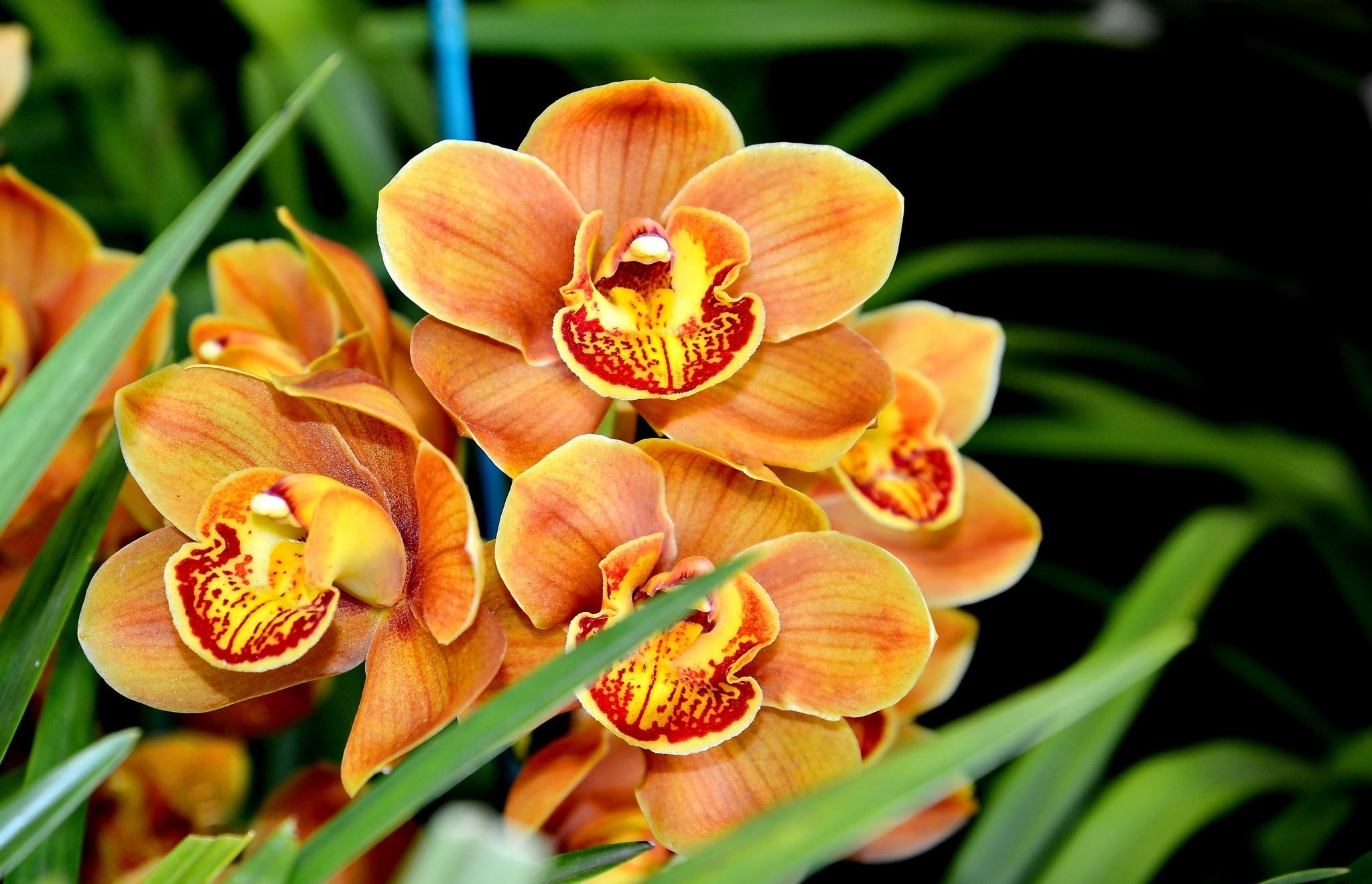 Орхидея фален. Оранжевый