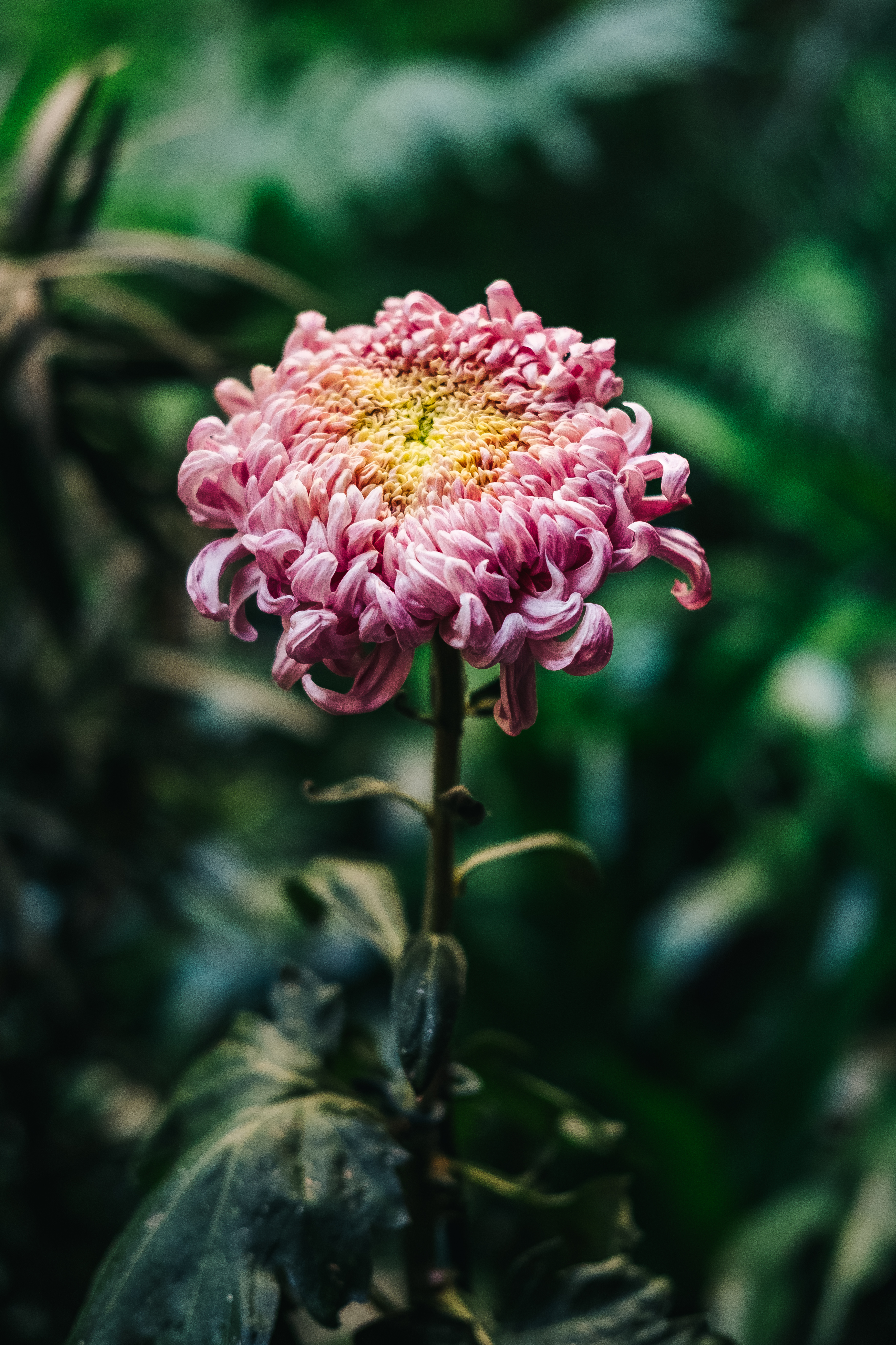 Laden Sie das Chrysantheme, Knospe, Bud, Glatt, Stengel, Stiel, Unschärfe, Rosa, Blumen-Bild kostenlos auf Ihren PC-Desktop herunter