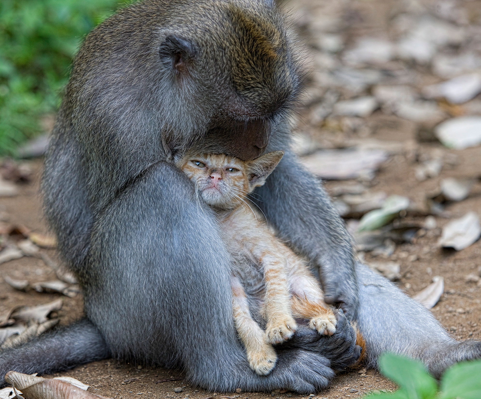 Laden Sie das Ein Affe, Tiere, Kätzchen, Affe, Freunde-Bild kostenlos auf Ihren PC-Desktop herunter