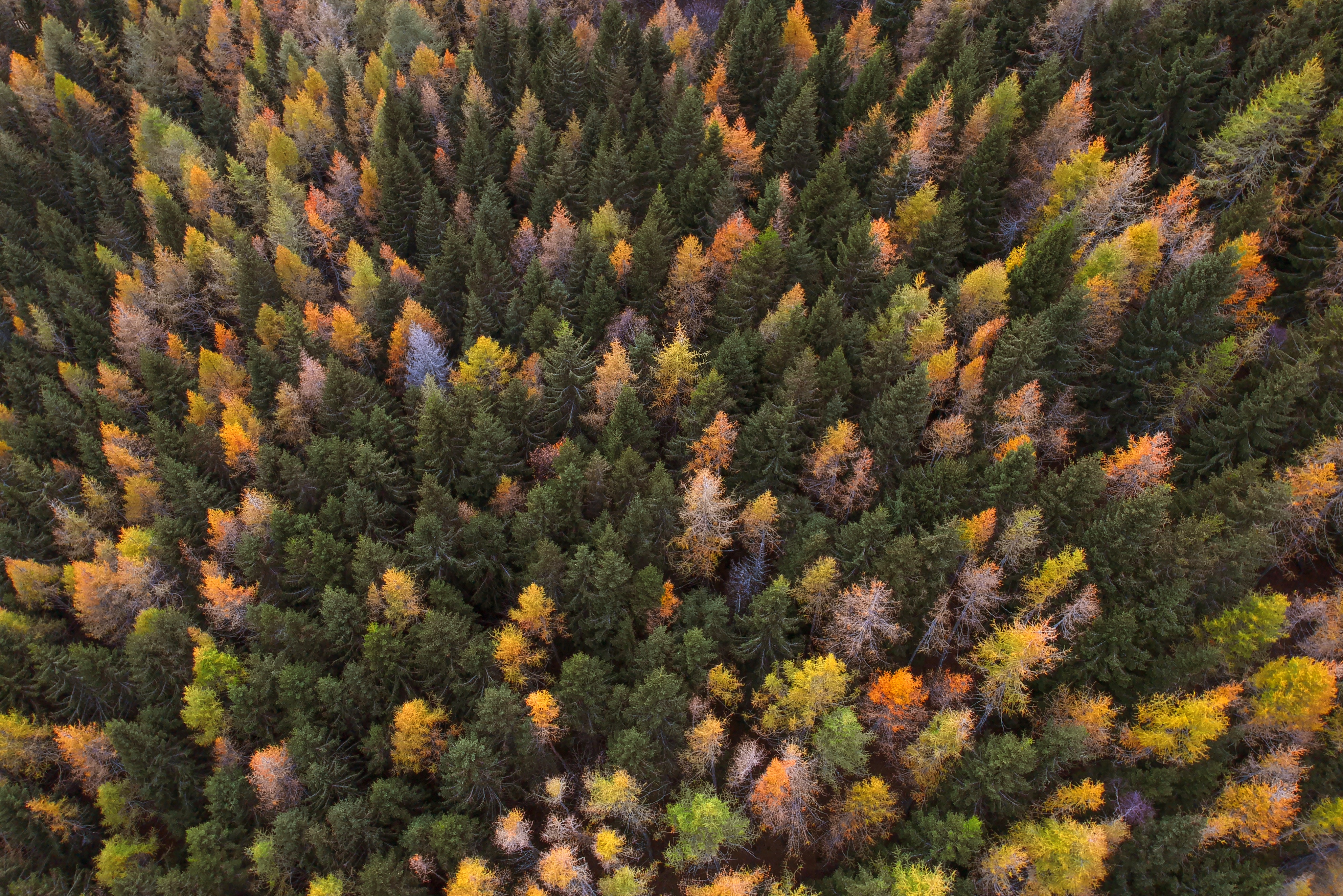 autumn paints, trees, view from above, autumn, nature, forest, paints autumn