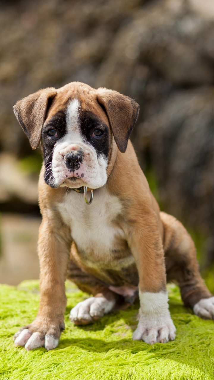 Download mobile wallpaper Dogs, Dog, Muzzle, Animal, Puppy, Moss, Boxer for free.