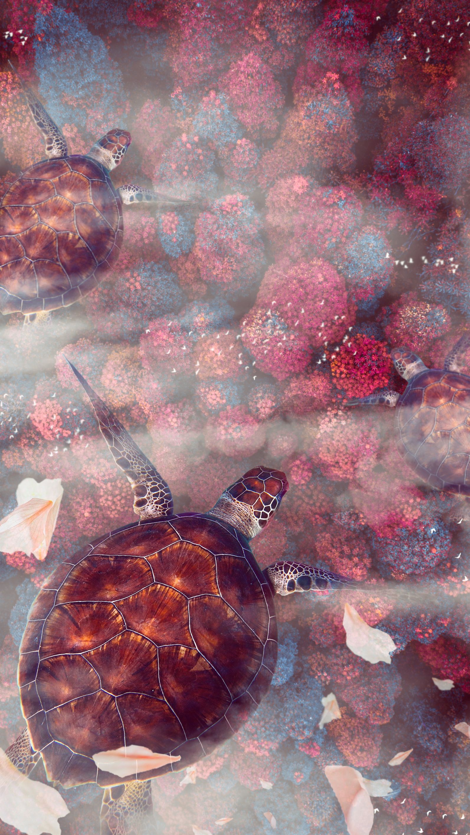 turtle, sea turtle, turtles, sea turtles, animals, wildlife, underwater world