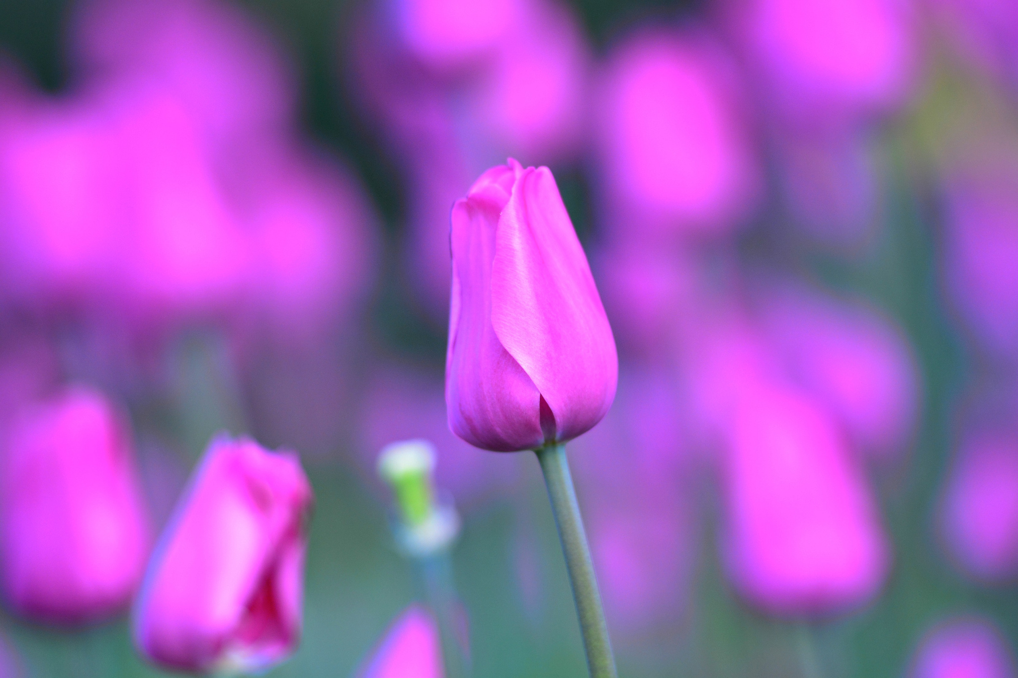 Laden Sie das Blumen, Knospe, Bud, Tulip, Stengel, Stiel, Blume, Tulpe-Bild kostenlos auf Ihren PC-Desktop herunter