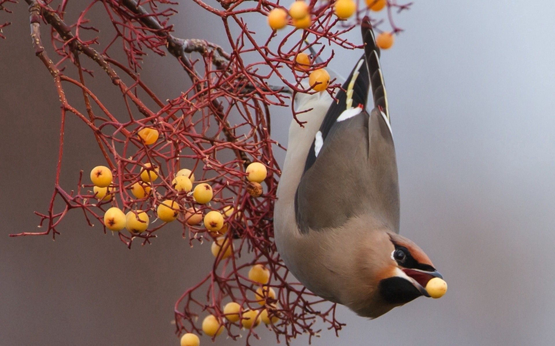 Download mobile wallpaper Animals, Branch, Berries, Bird, Food for free.