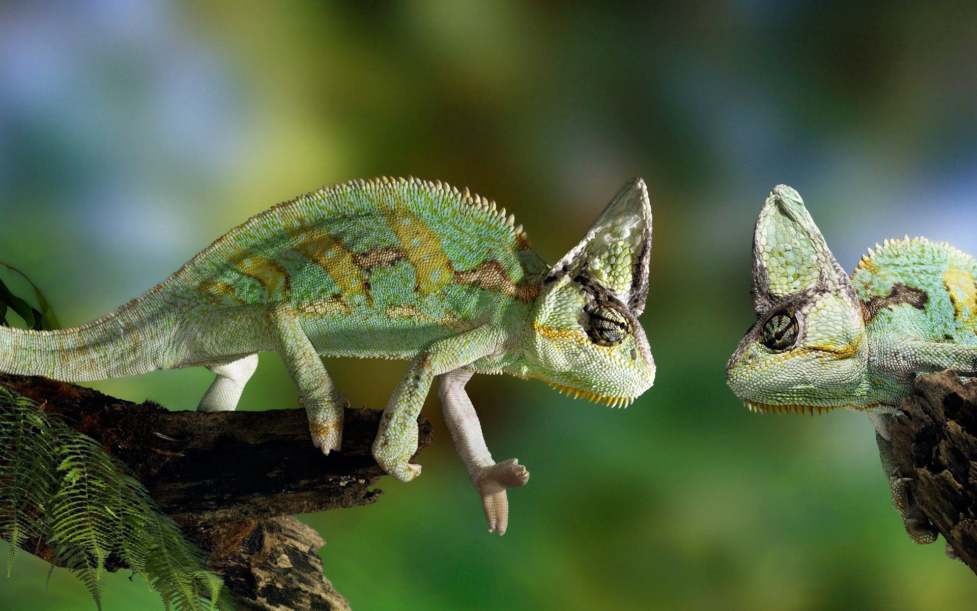 PC Wallpapers animals, couple, pair, branch, basilisk, reptile