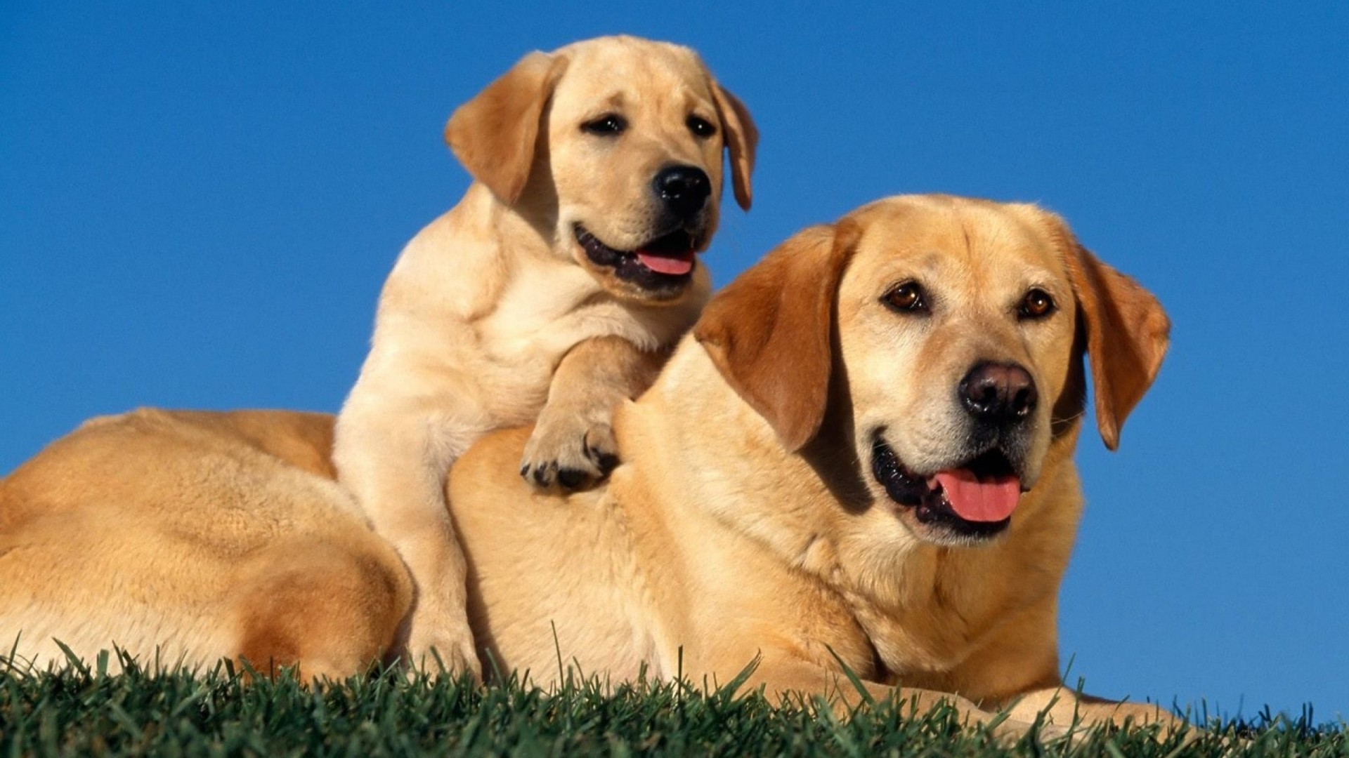 Картинки собак и щенков