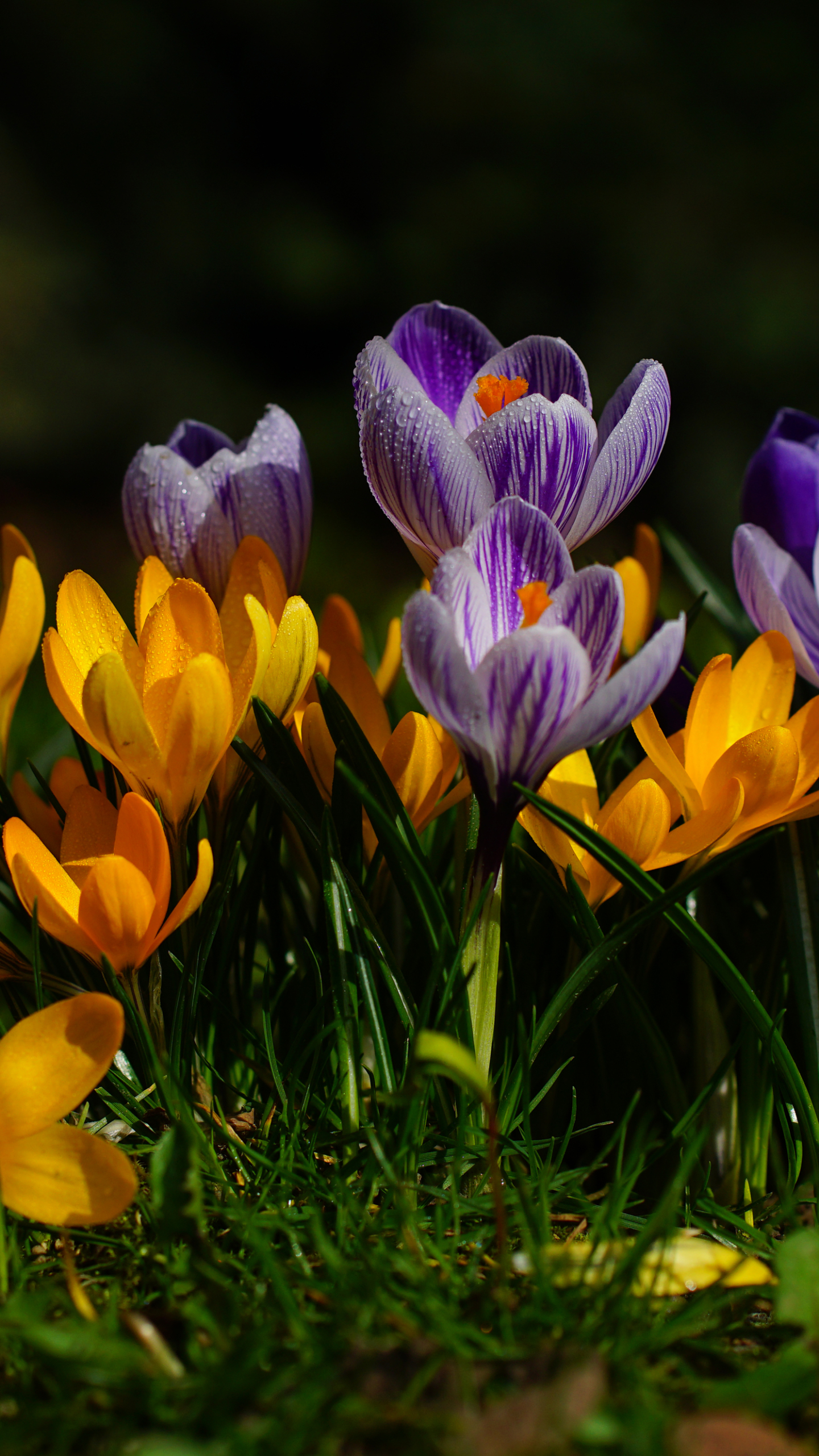 Download mobile wallpaper Nature, Flowers, Flower, Earth, Spring, Crocus, Yellow Flower, Purple Flower for free.