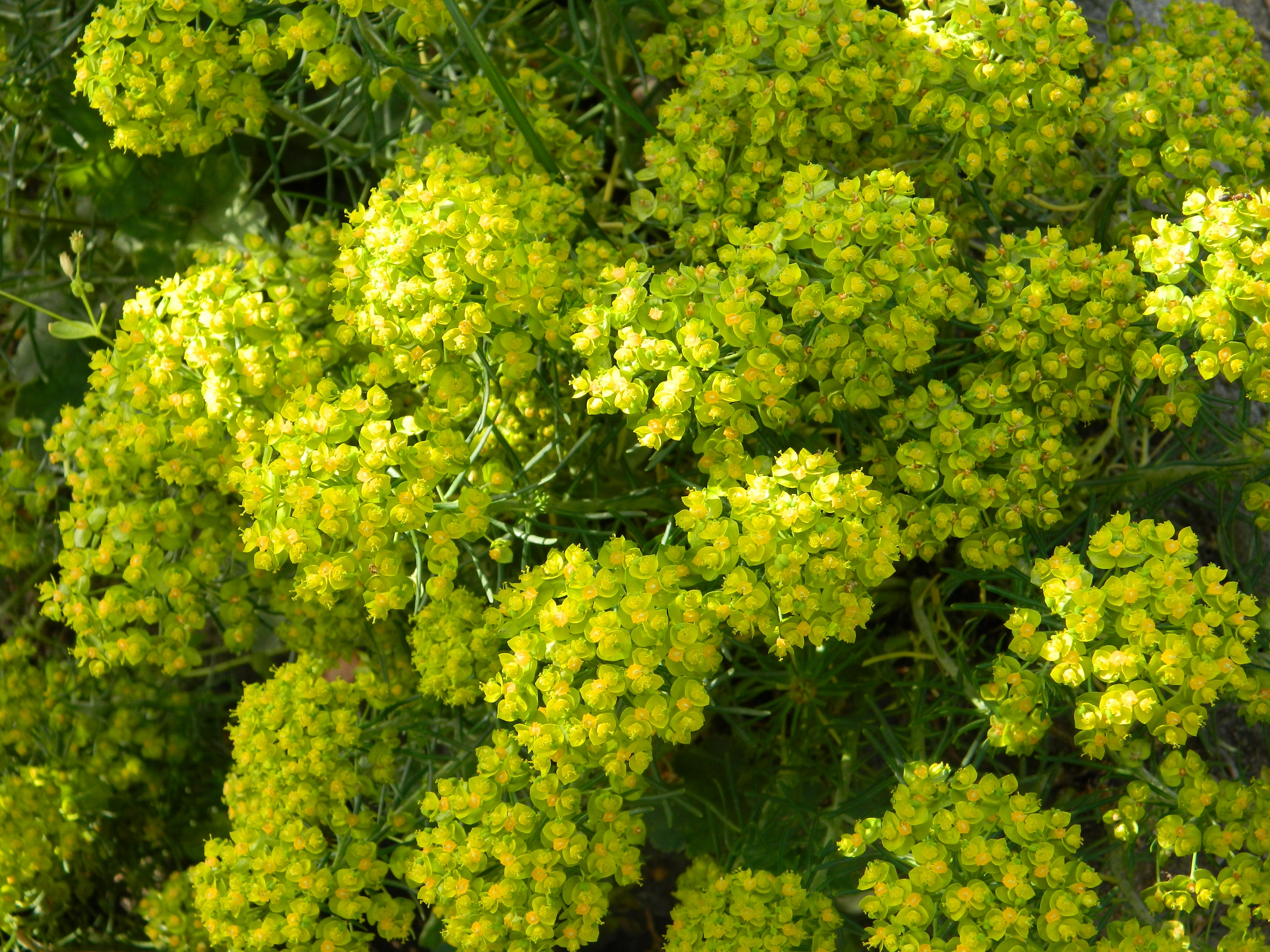 Зеленое растение с желтыми цветами