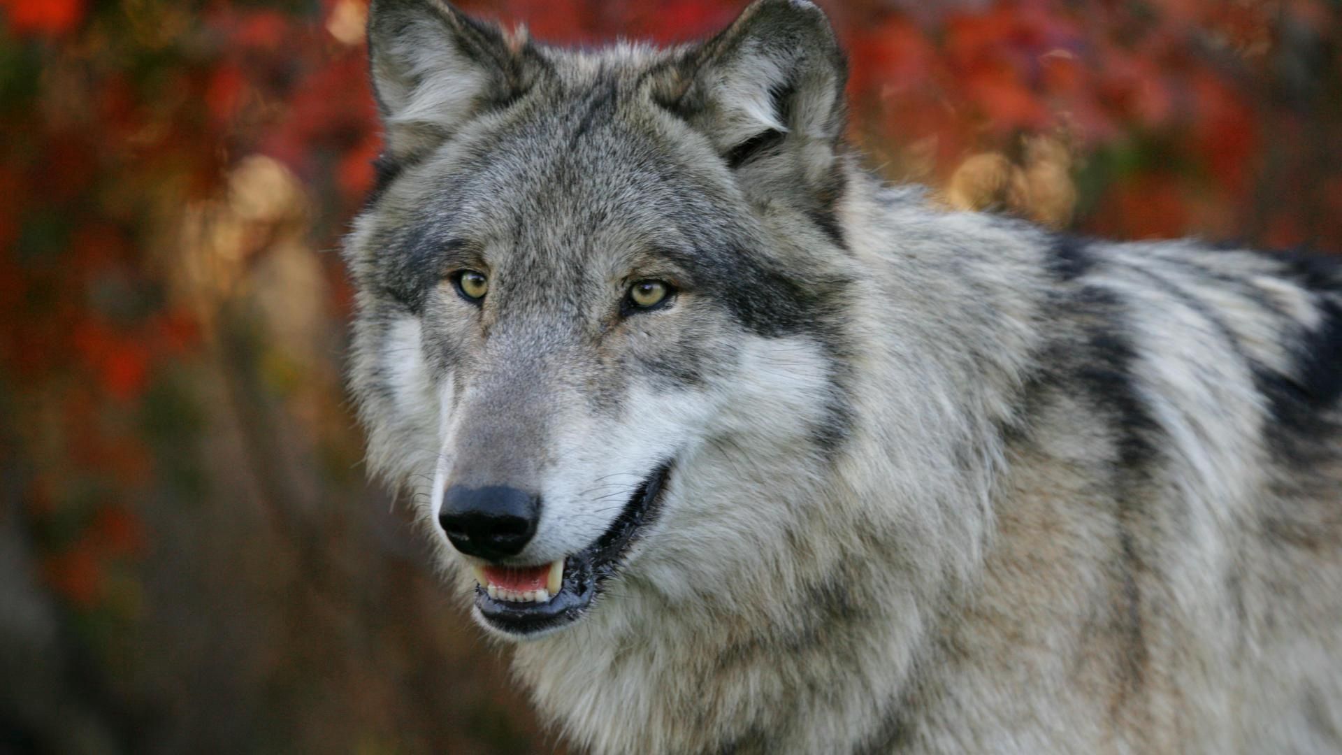 Download mobile wallpaper Animals, Hunt, Sight, Opinion, Hunting, Predator, Muzzle, Grass, Flowers, Wolf for free.
