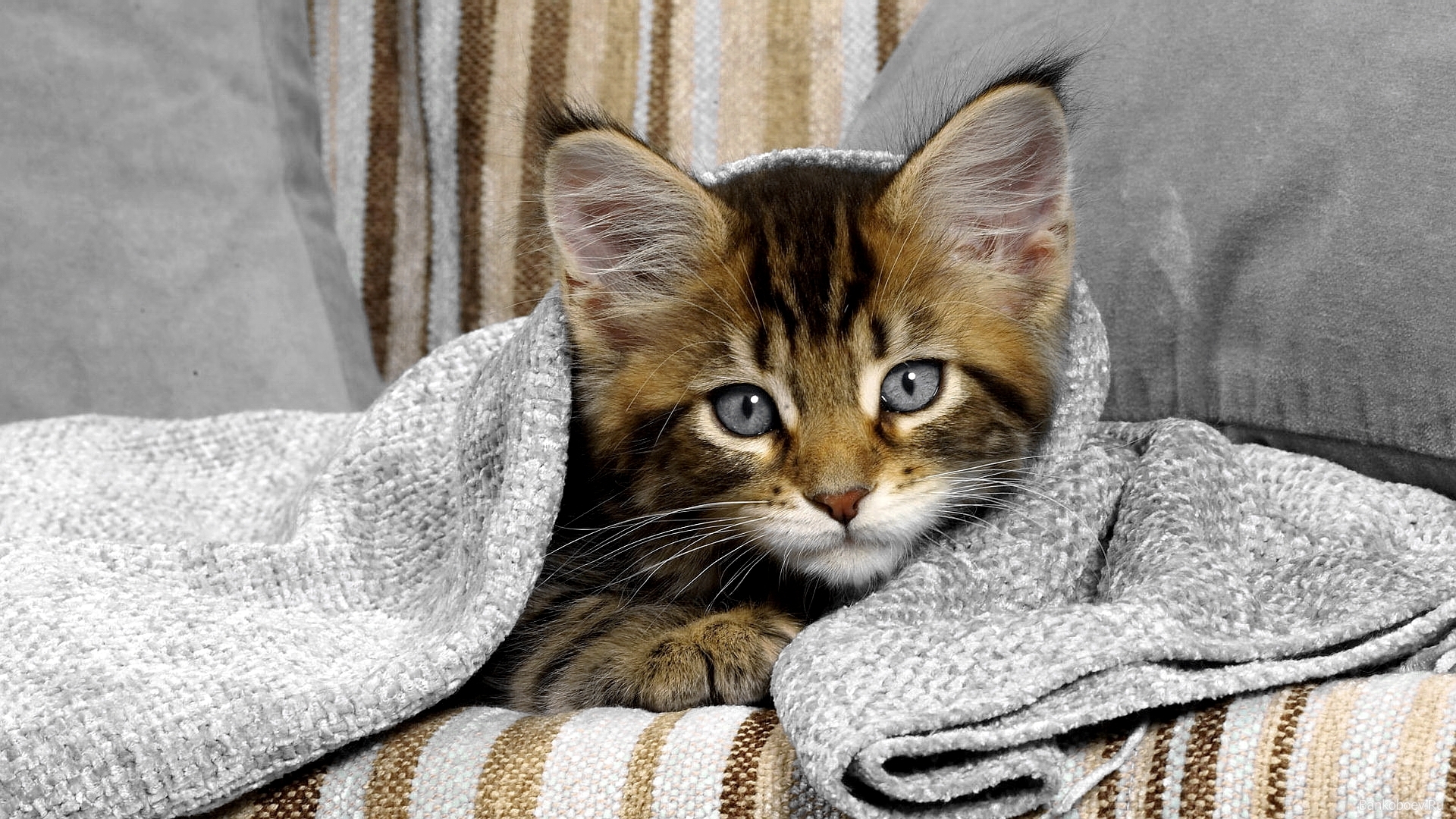 48908 descargar imagen gatos, animales: fondos de pantalla y protectores de pantalla gratis