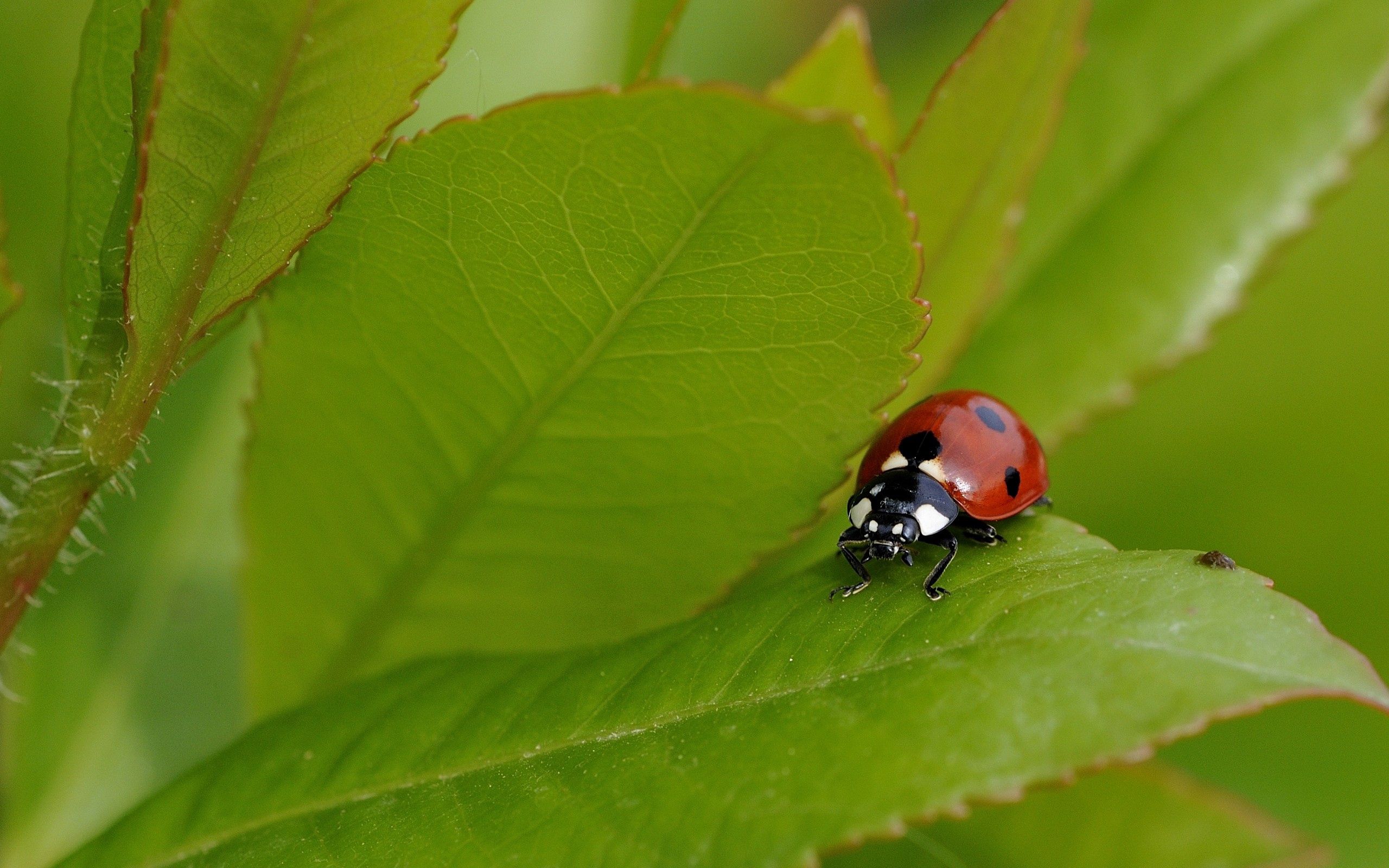 Laden Sie das Sommer, Grass, Makro, Insekt, Ladybird, Marienkäfer-Bild kostenlos auf Ihren PC-Desktop herunter