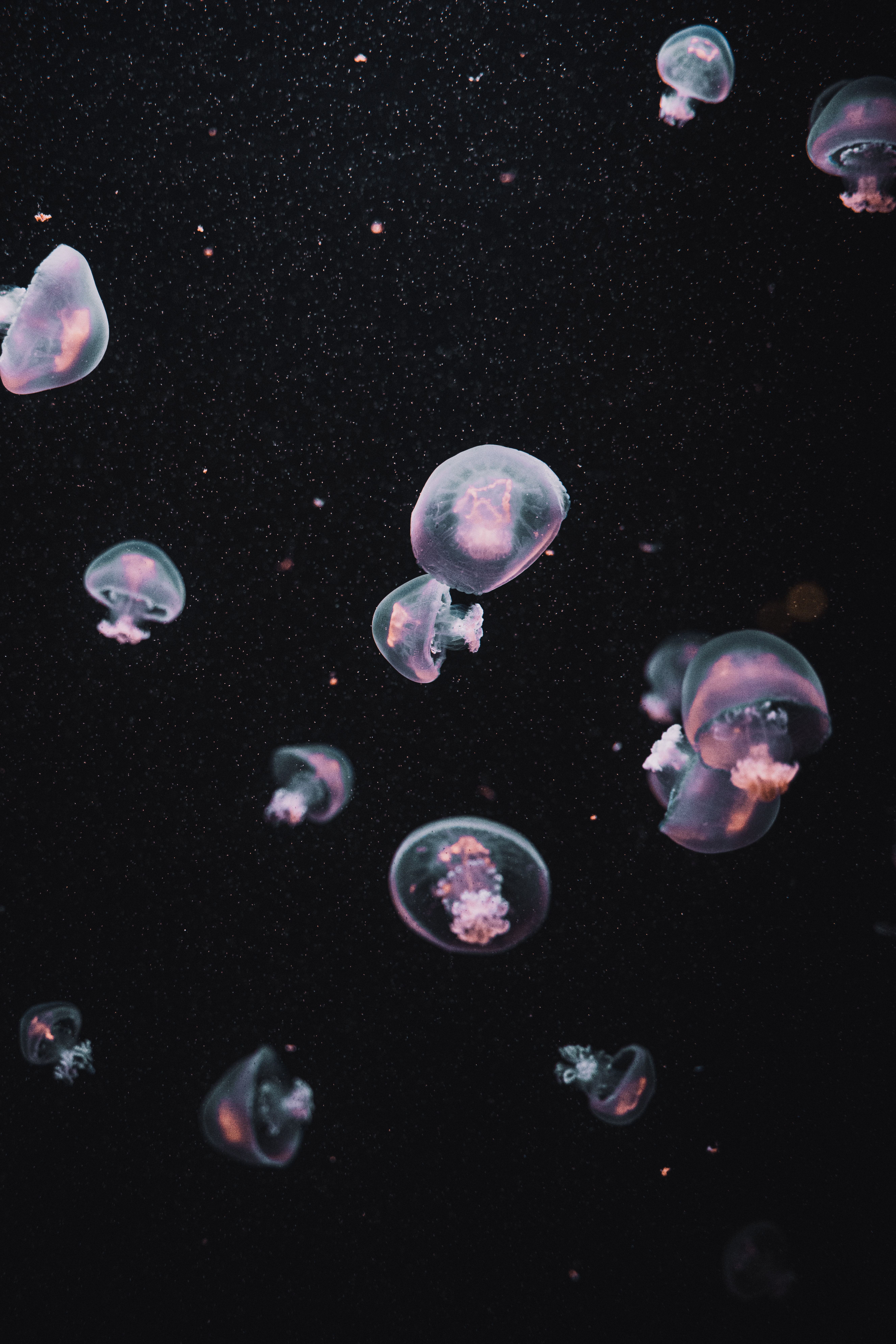 106152 Hintergrundbild herunterladen jellyfish, dunkel, unterwasserwelt, ästhetik - Bildschirmschoner und Bilder kostenlos