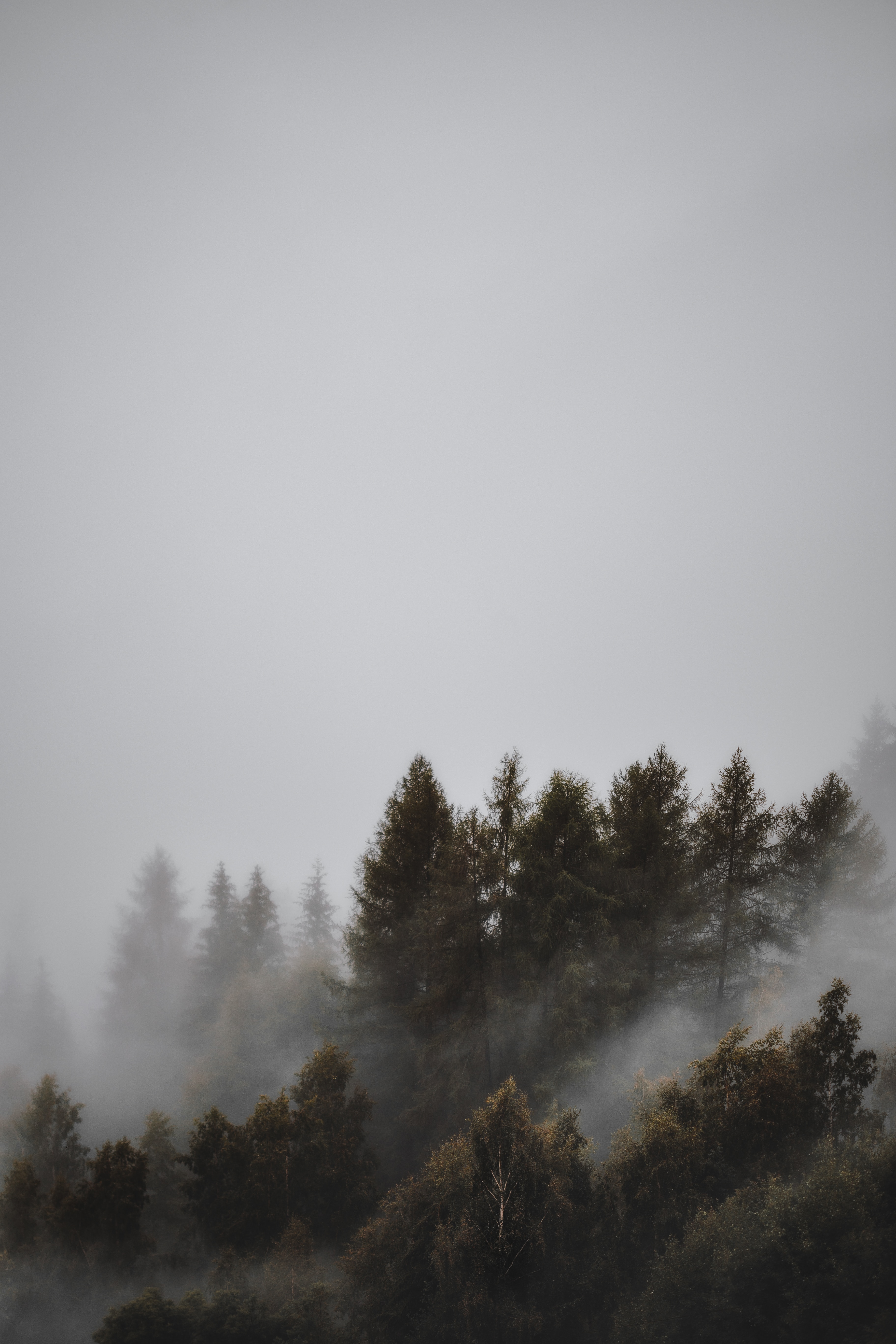 gloomy, landscape, nature, trees, forest, fog QHD