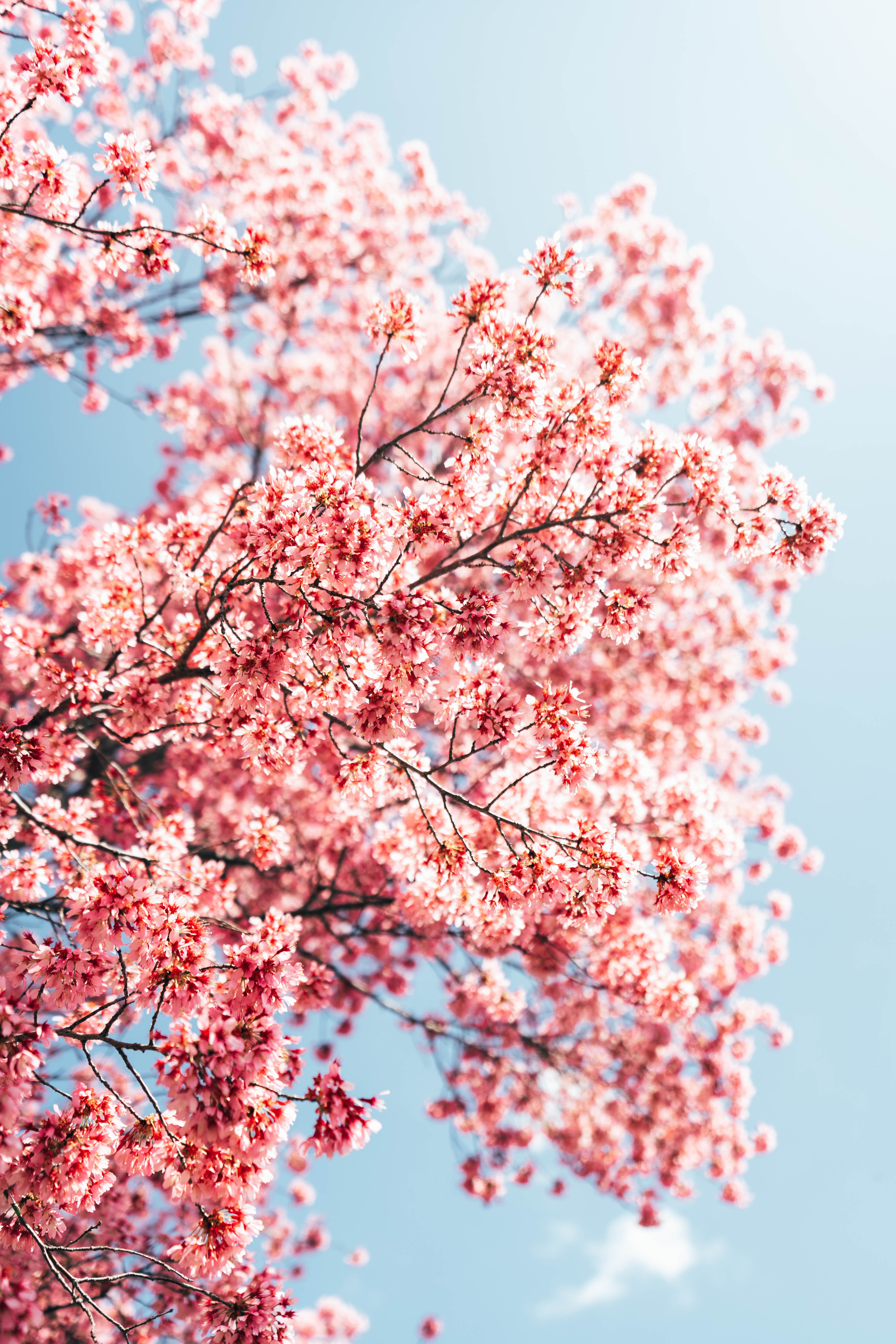 Die besten Sakura-Hintergründe für den Telefonbildschirm