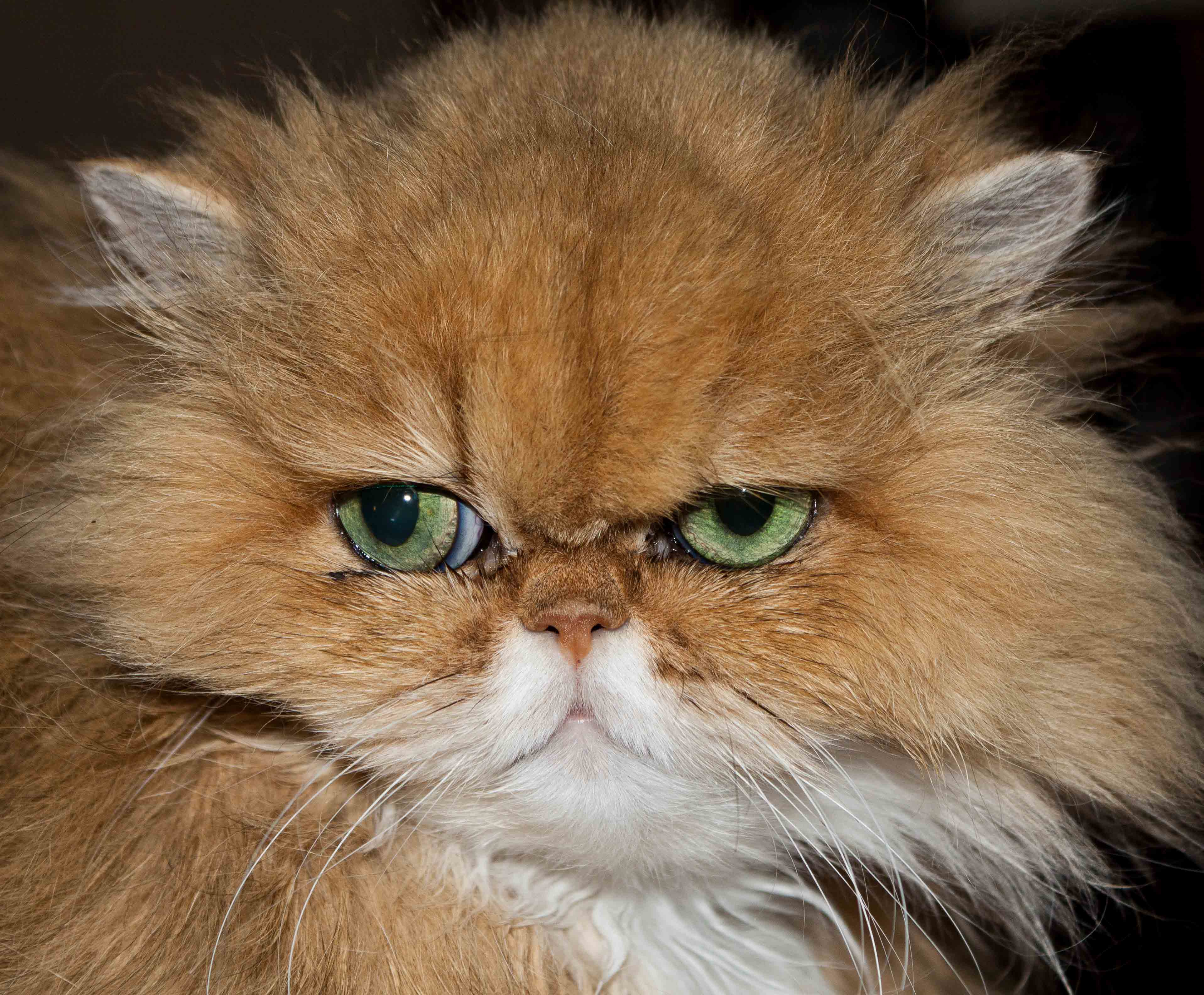 Laden Sie Persische Katze HD-Desktop-Hintergründe herunter