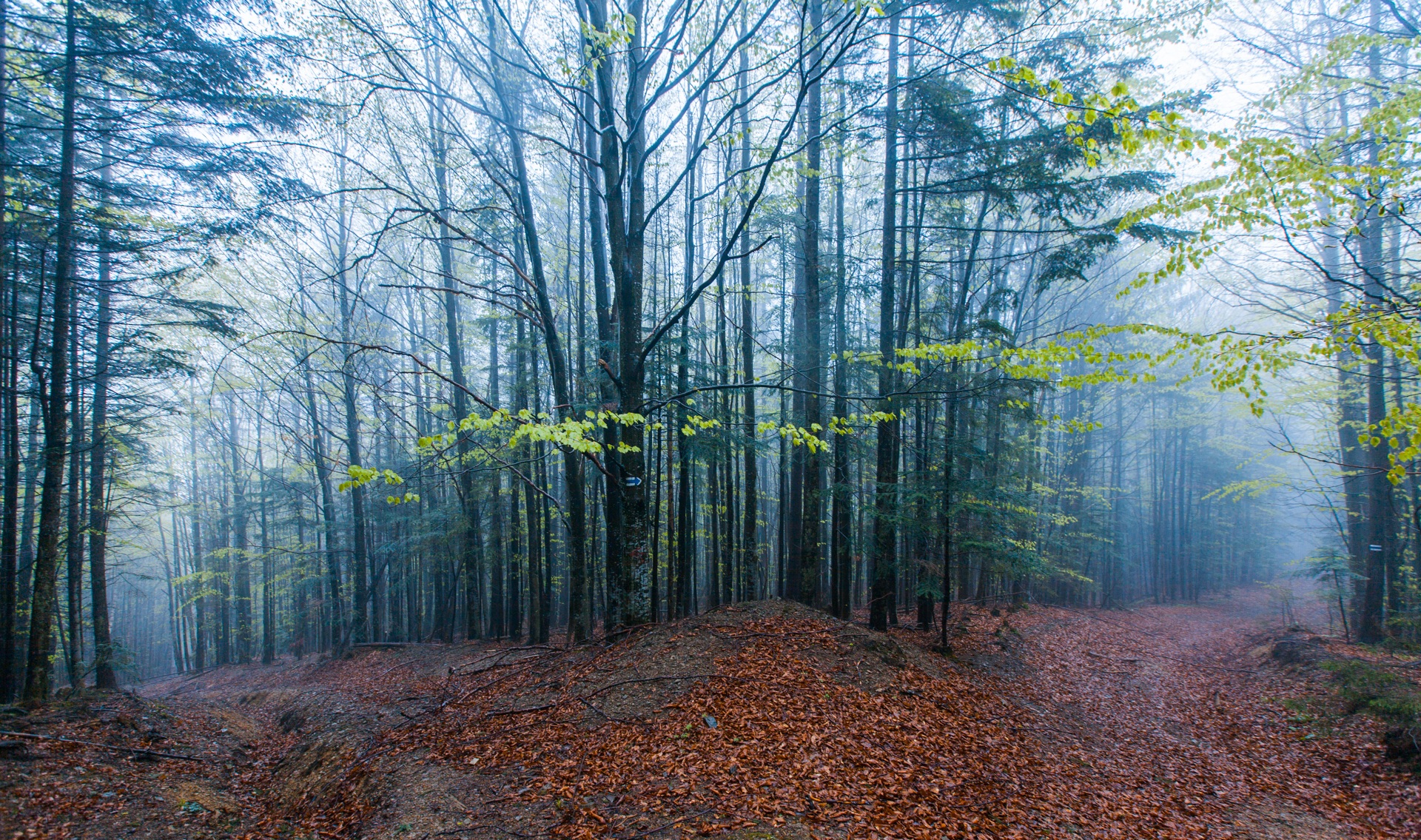 Буковые леса в тумане