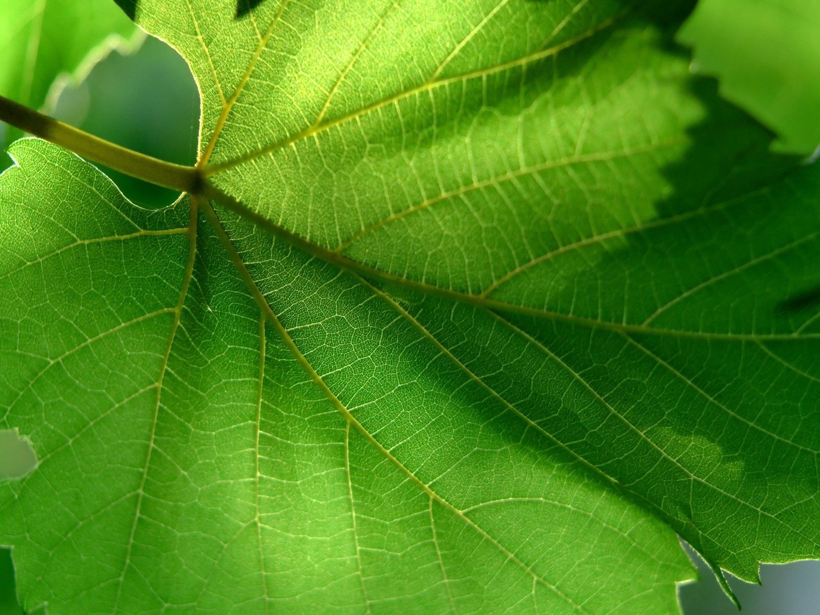 summer, green, macro, sheet, leaf, carved, form