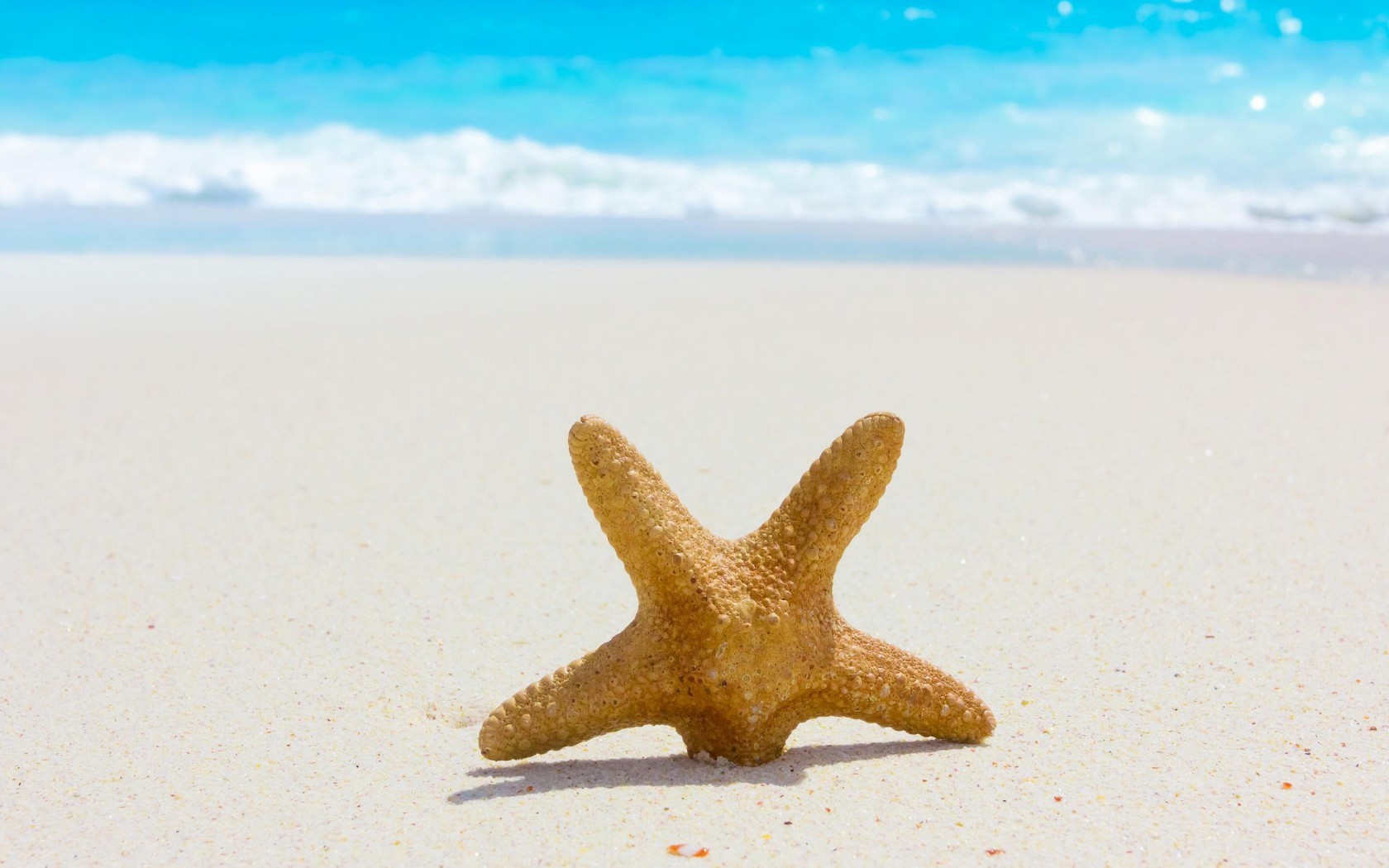 21497 Hintergrundbild herunterladen landschaft, sea, strand, sand, starfish - Bildschirmschoner und Bilder kostenlos