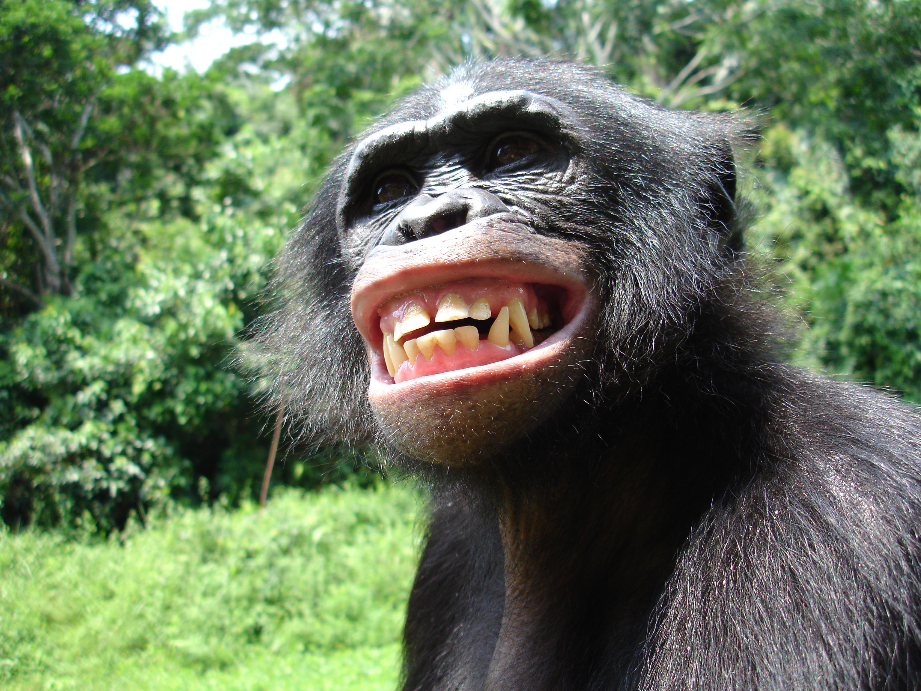 320088 скачать обои шимпанзе, обезьяны, животные - заставки и картинки бесплатно