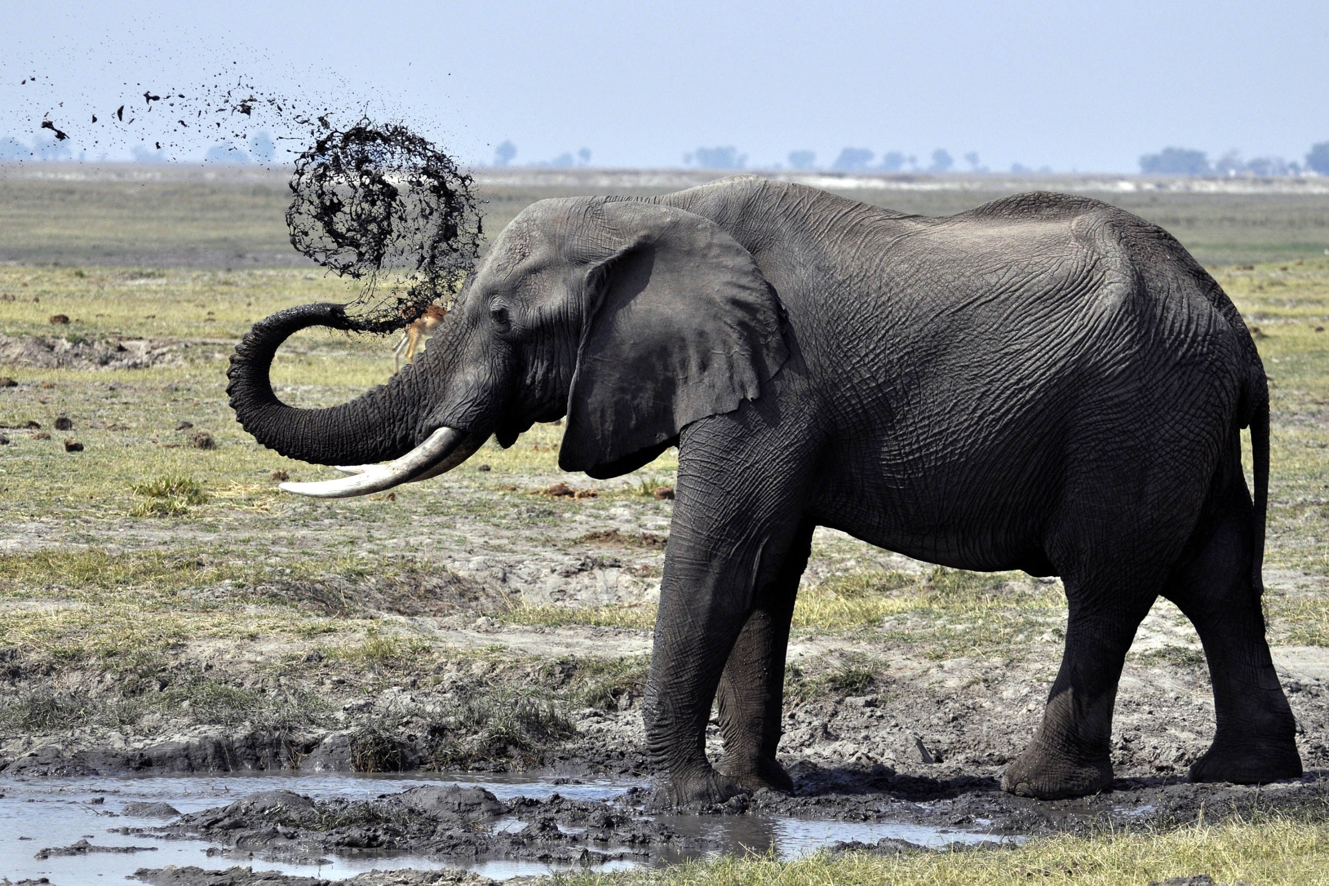 Слон группа организмов. Хоботные Африканский слон. Африканский саванский слон. Хобот и бивни слона. Лоно.