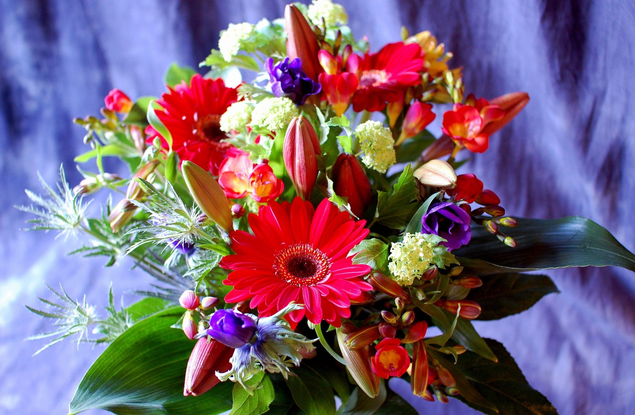 buds, flowers, lilies, gerberas, greens, bouquet, composition, freesia phone background