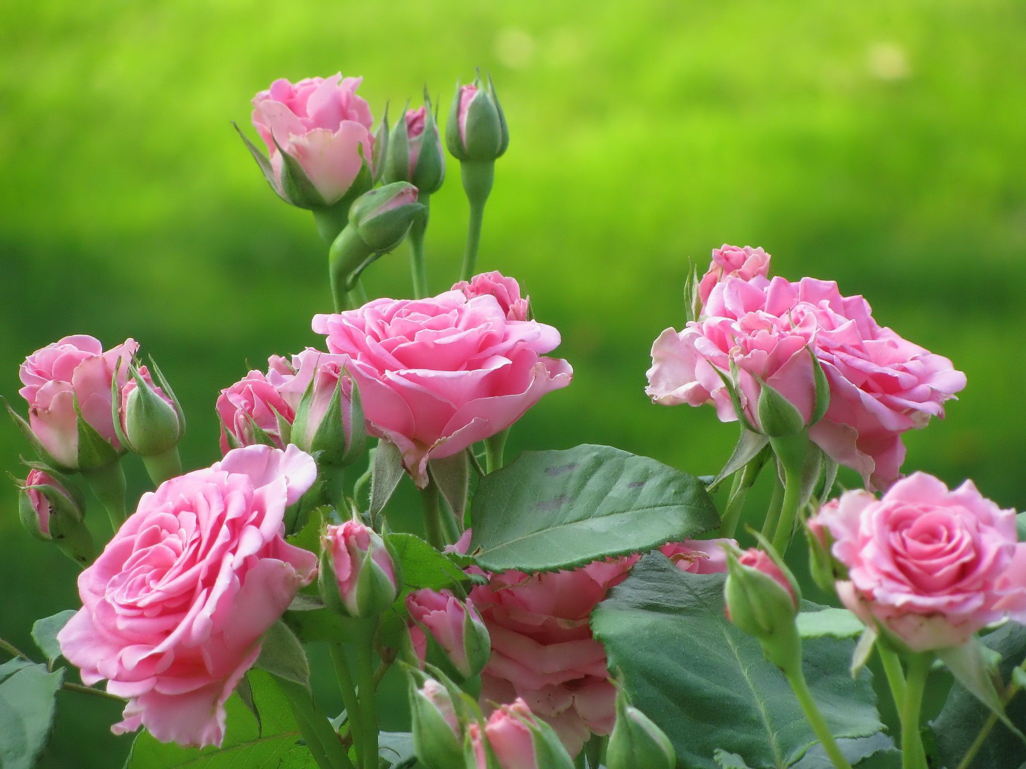 android pink flower, rose, bud, flower, earth, flowers