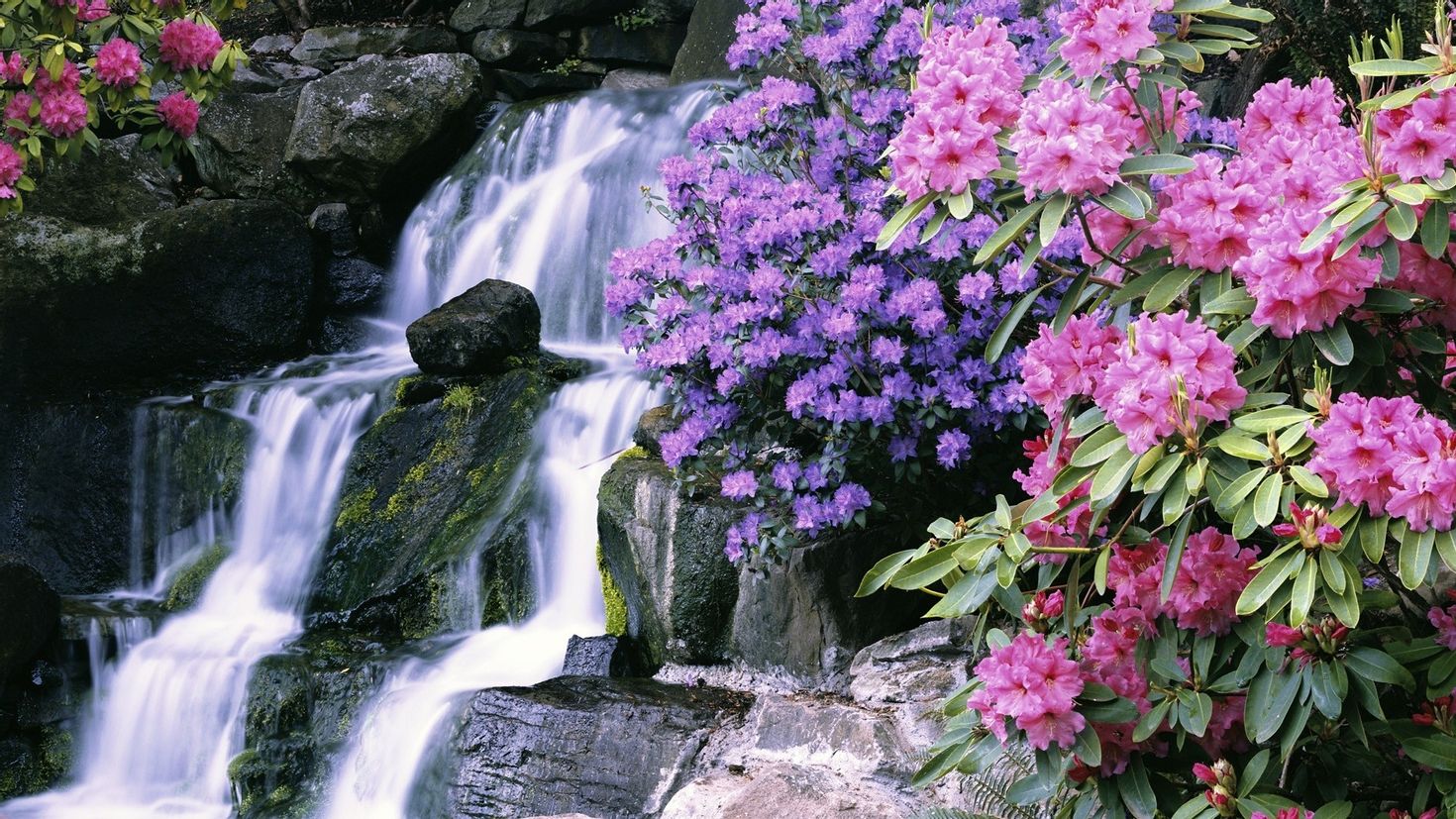 I water flowers. Рододендроны у водопада. Рододендрон в японском саду. Товансон водопад. Сент-Люсия водопад в Ботаническом саду.