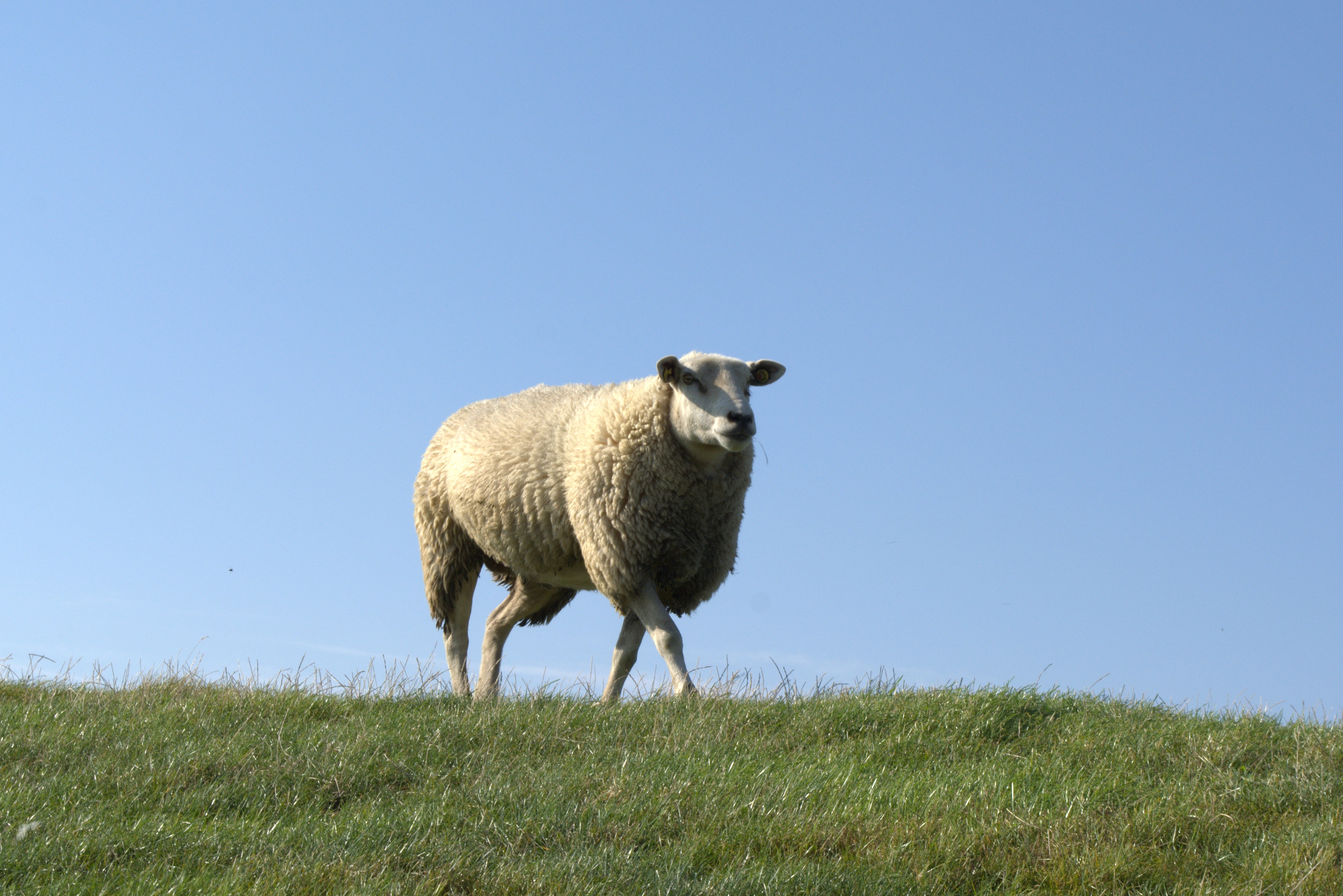 Download mobile wallpaper Field, Animals, Stroll, Grass, Sheep for free.