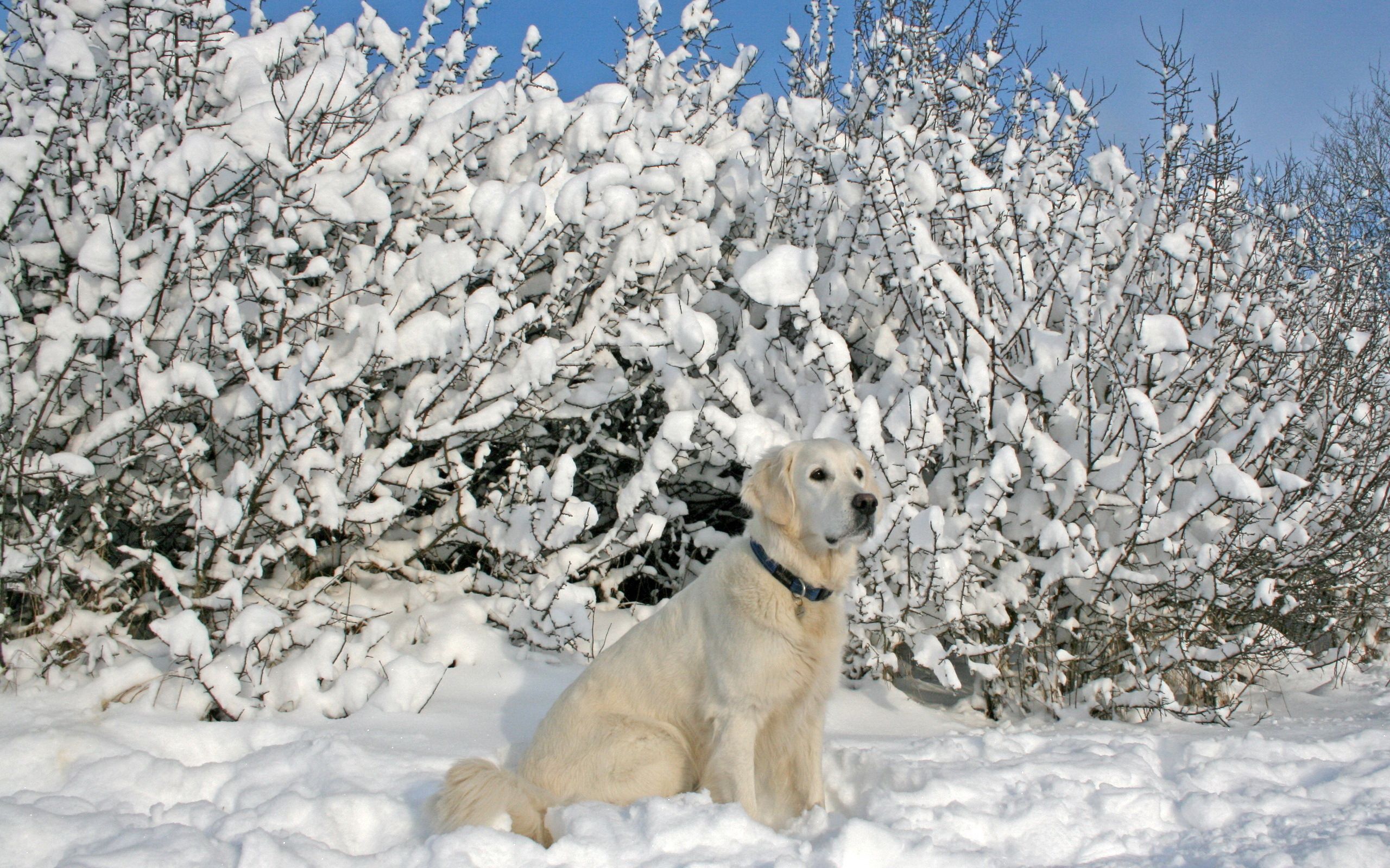 Красивые собаки зимой