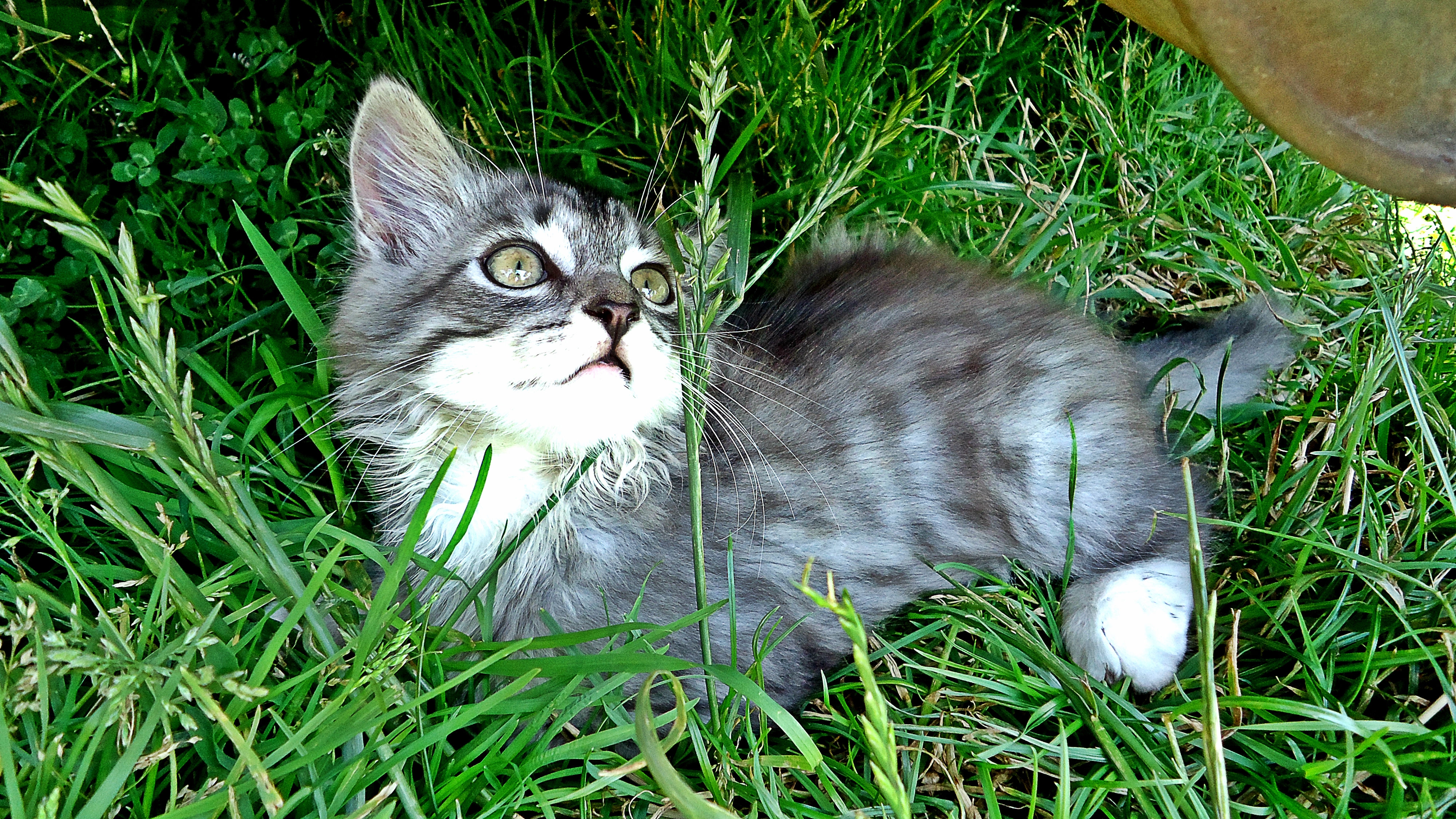 animals, grass, kitty, kitten, playful, mindfulness, attentiveness