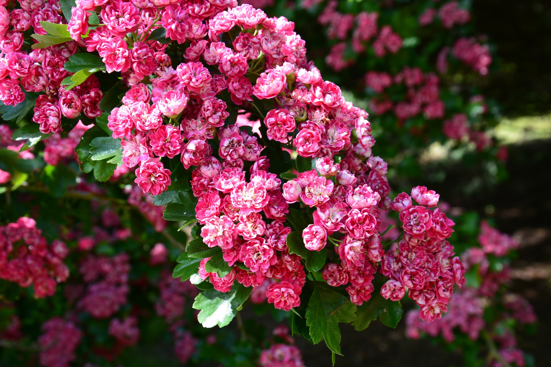 Кустарник с мелкими розовыми цветочками фото