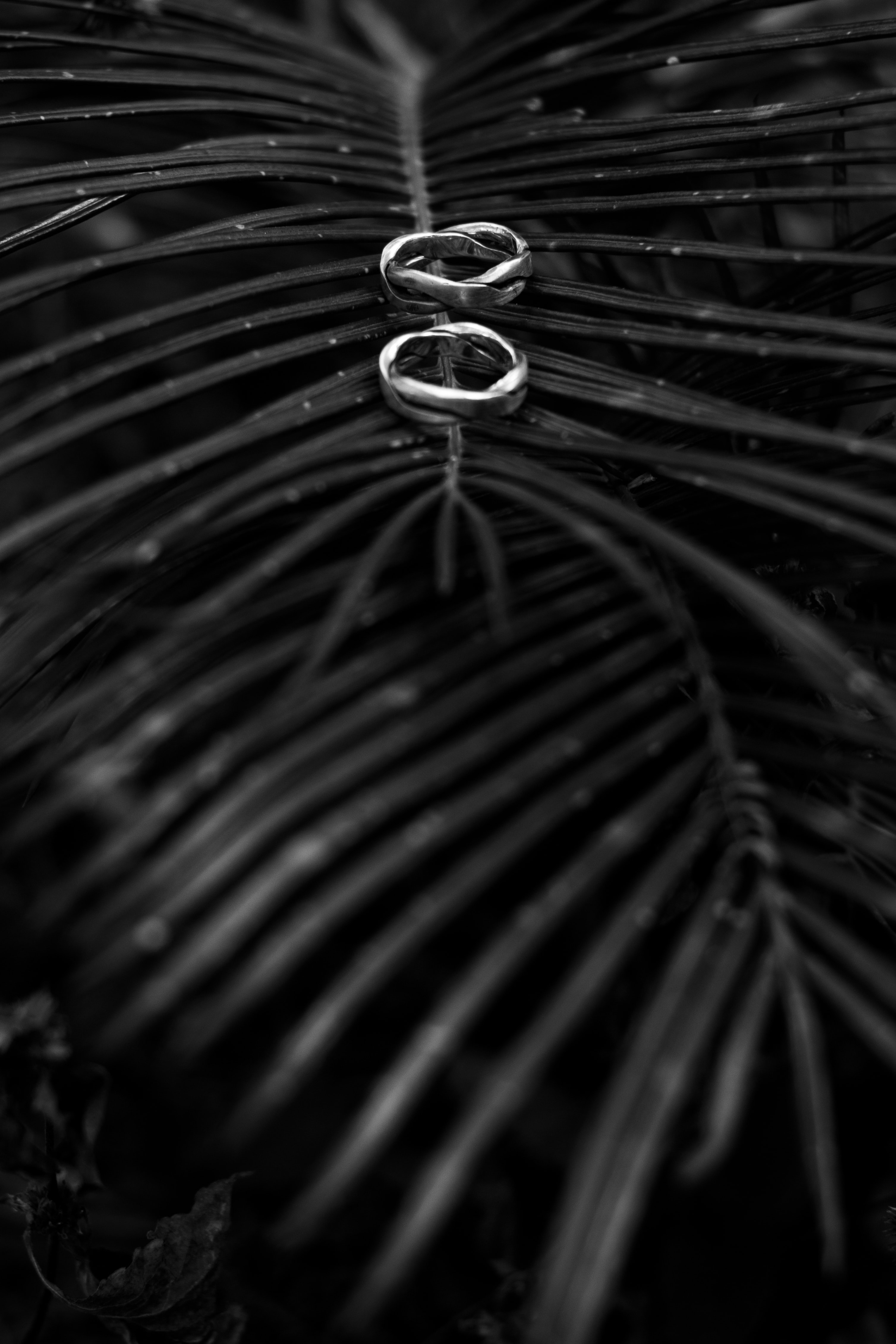 Download mobile wallpaper Palm, Chb, Branch, Bw, Rings, Love for free.