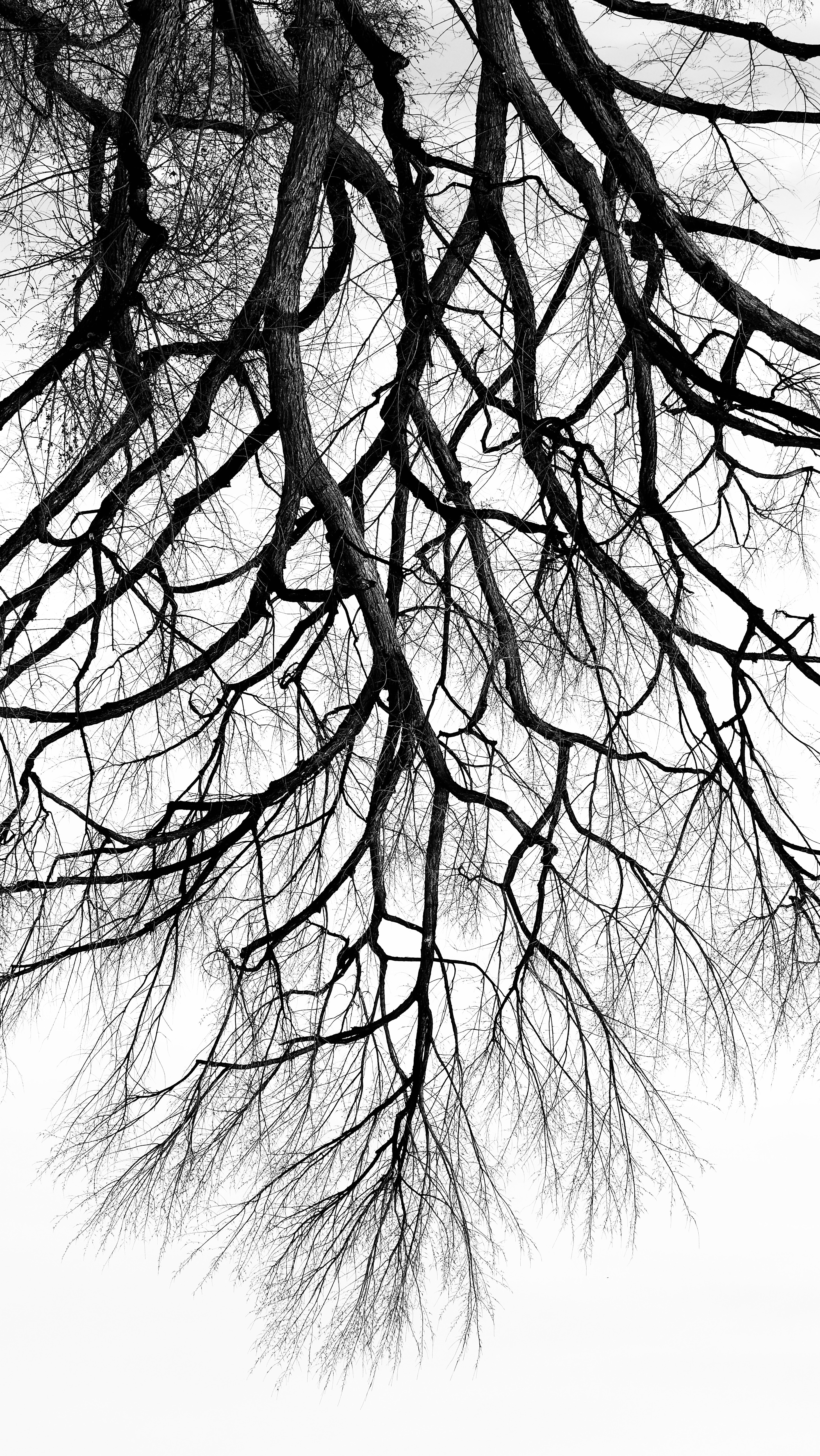 Download mobile wallpaper Branches, Wood, Chb, Tree, Nature, Bw, Minimalism for free.