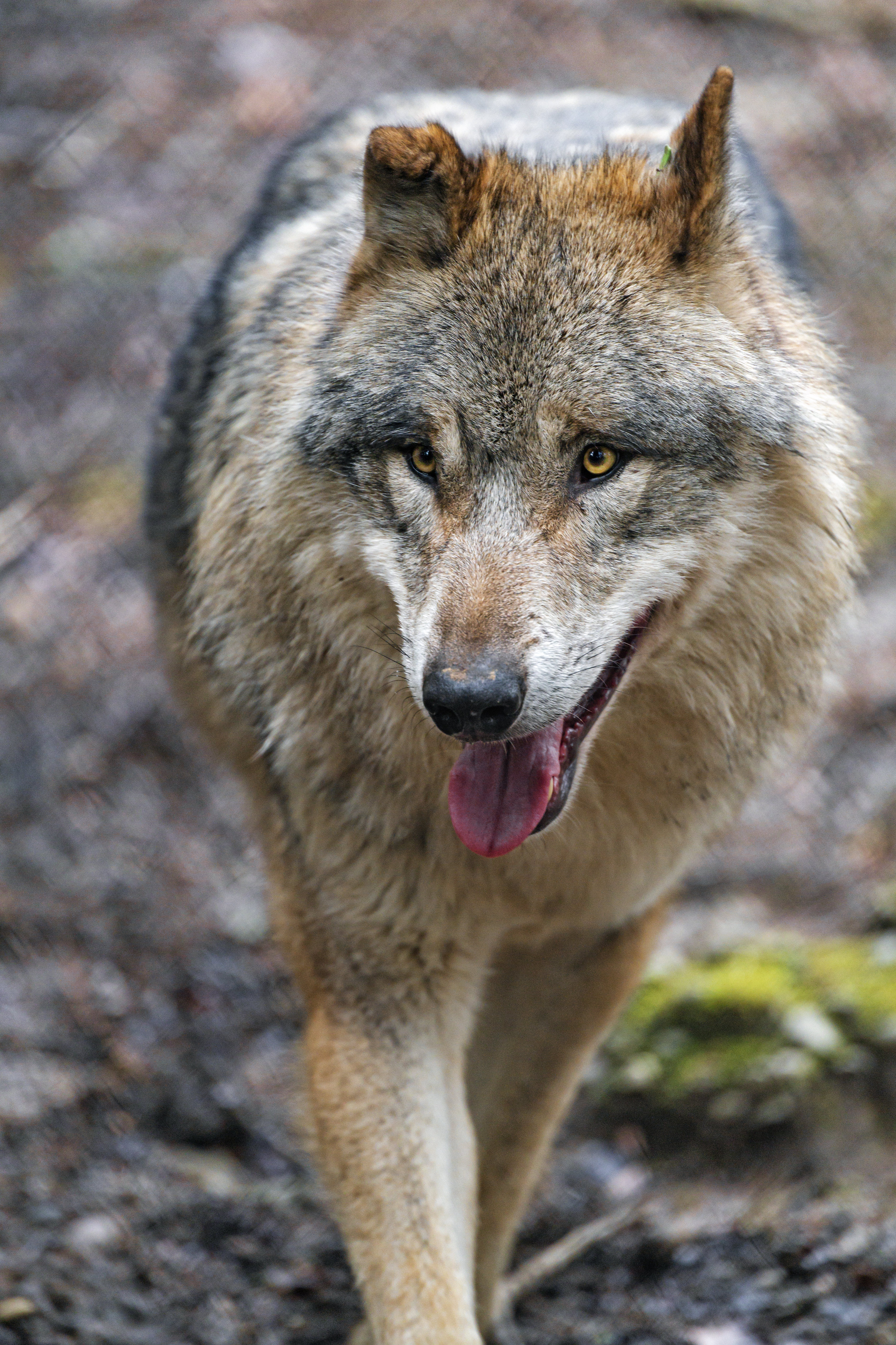 wolf, animals, predator, sight, opinion, protruding tongue, tongue stuck out mobile wallpaper
