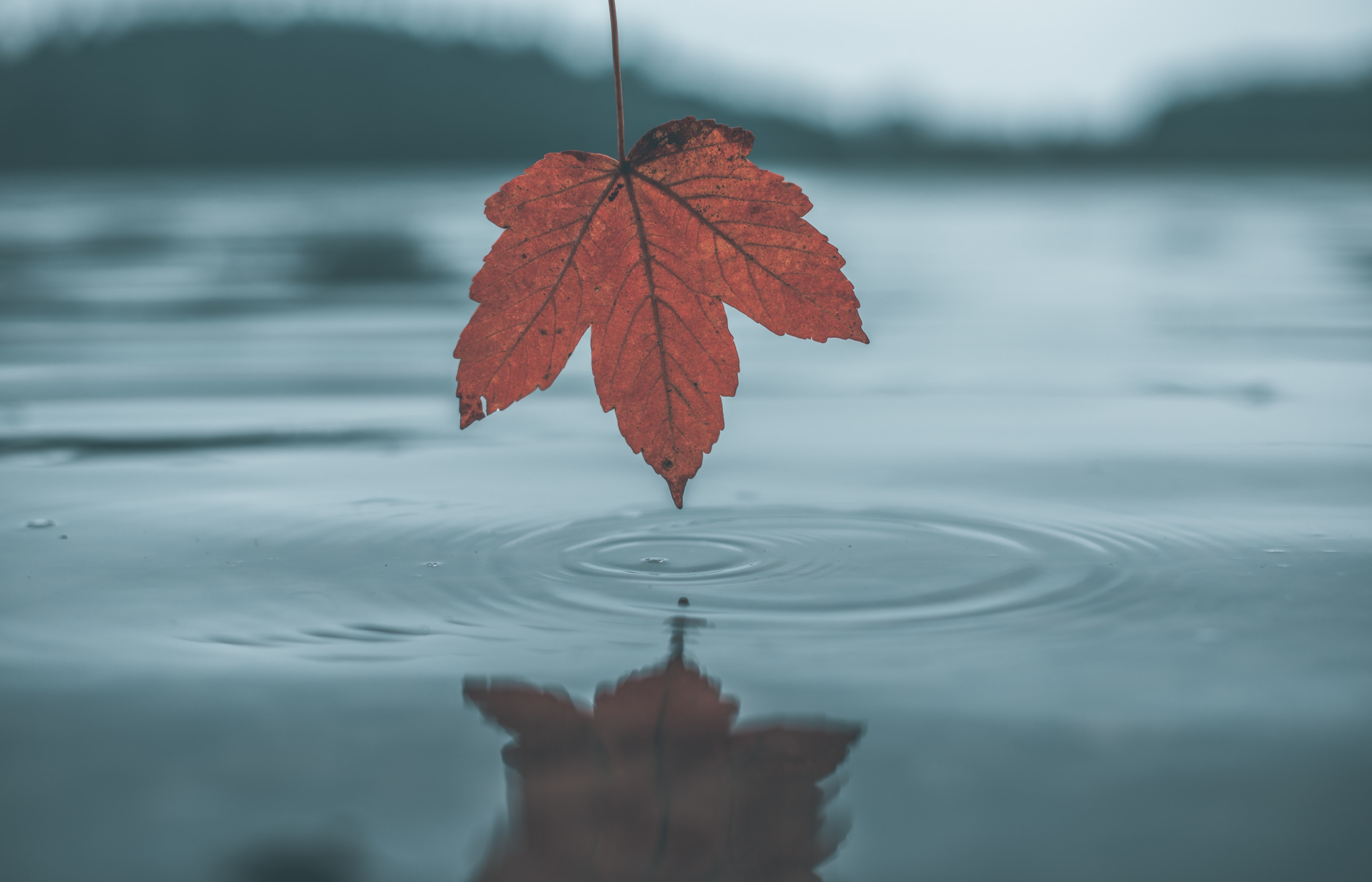 Download mobile wallpaper Reflection, Autumn, Sheet, Nature, Leaf, Water for free.
