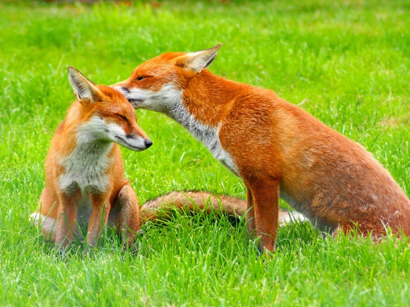 Download mobile wallpaper Animals, Fox for free.