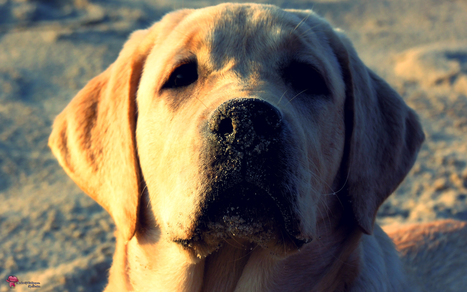 Cita Dedicar Por Descargar las imágenes de Labrador Retriever gratis para teléfonos Android  y iPhone, fondos de pantalla de Labrador Retriever para teléfonos móviles