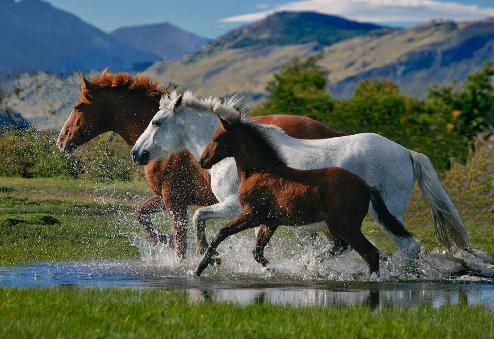 horse, animal, running