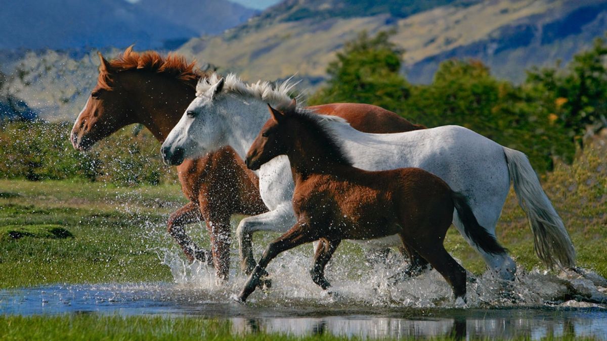 Красивая природа с животными. Лошади на природе. Две лошади. Красивые лошади. Красивые лошади на природе.