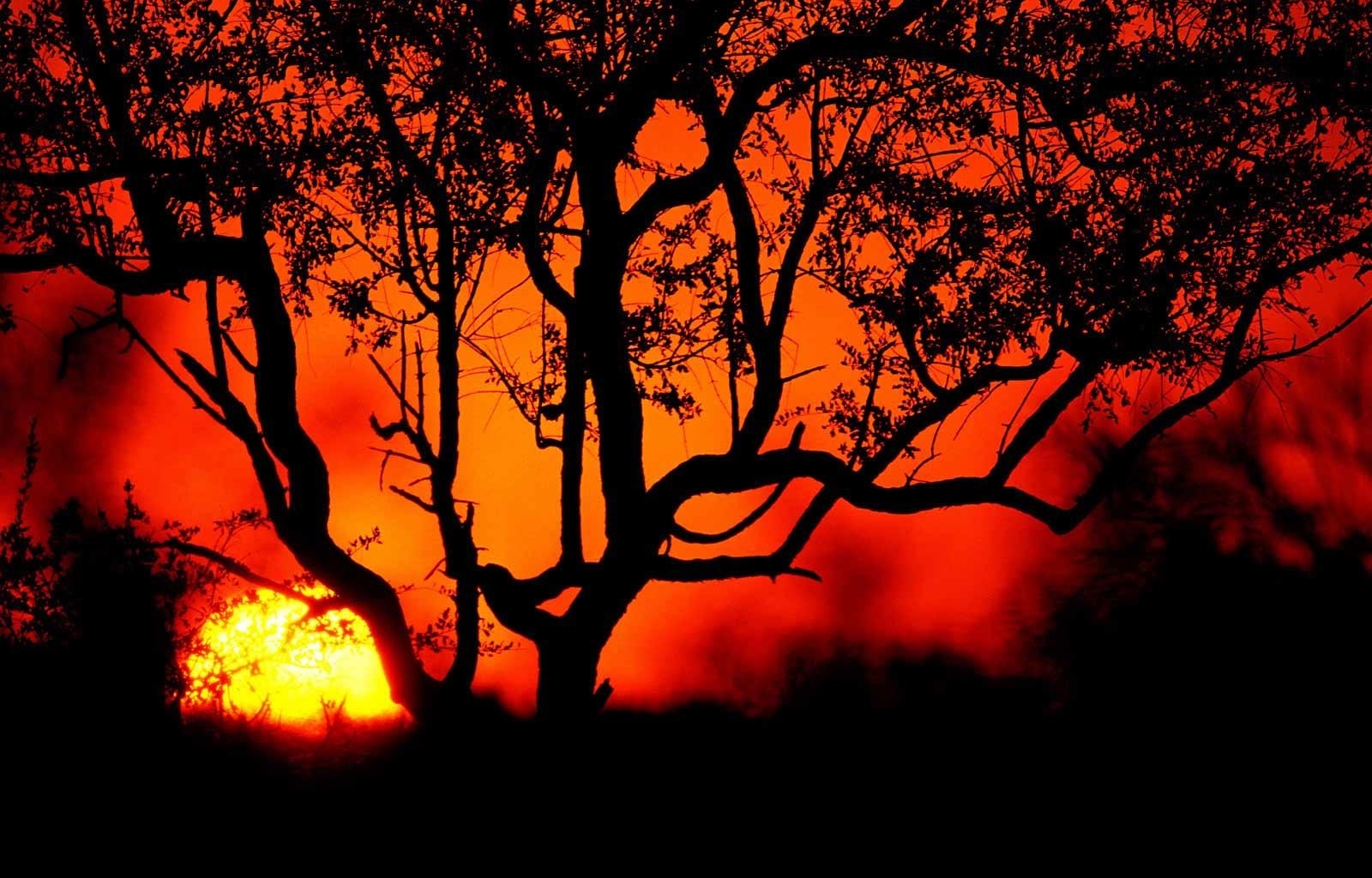 Download mobile wallpaper Trees, Sunset, Sun, Landscape for free.