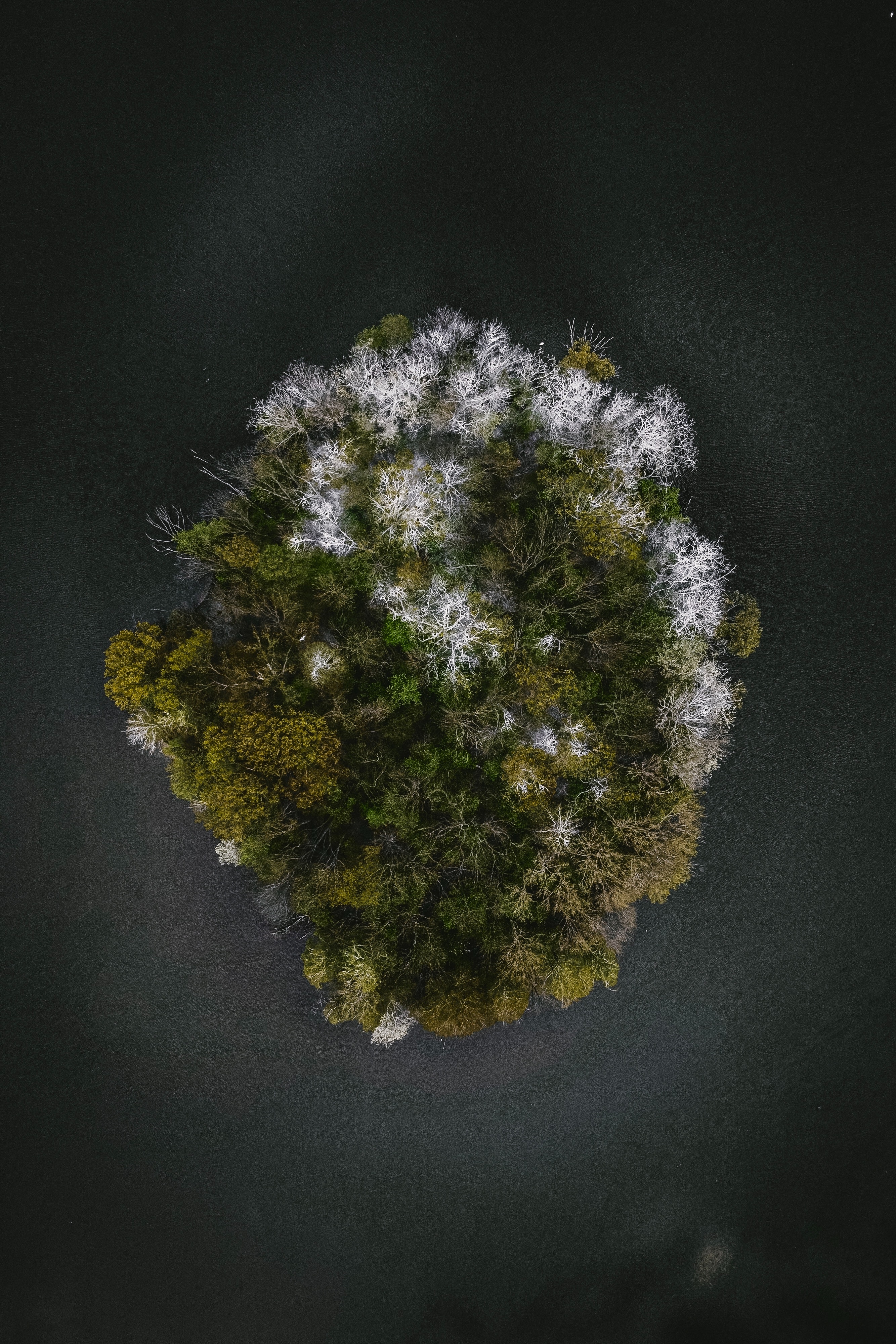nature, trees, view from above, island, seasons